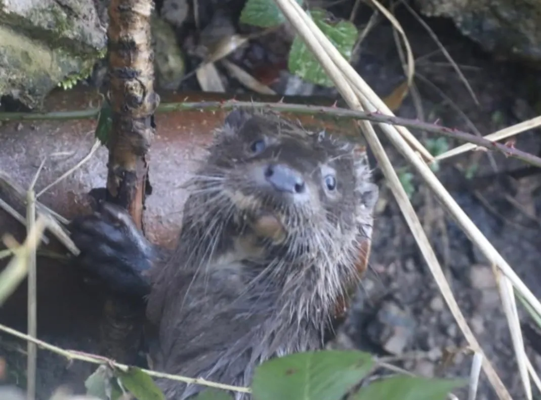 Otter wacthing me