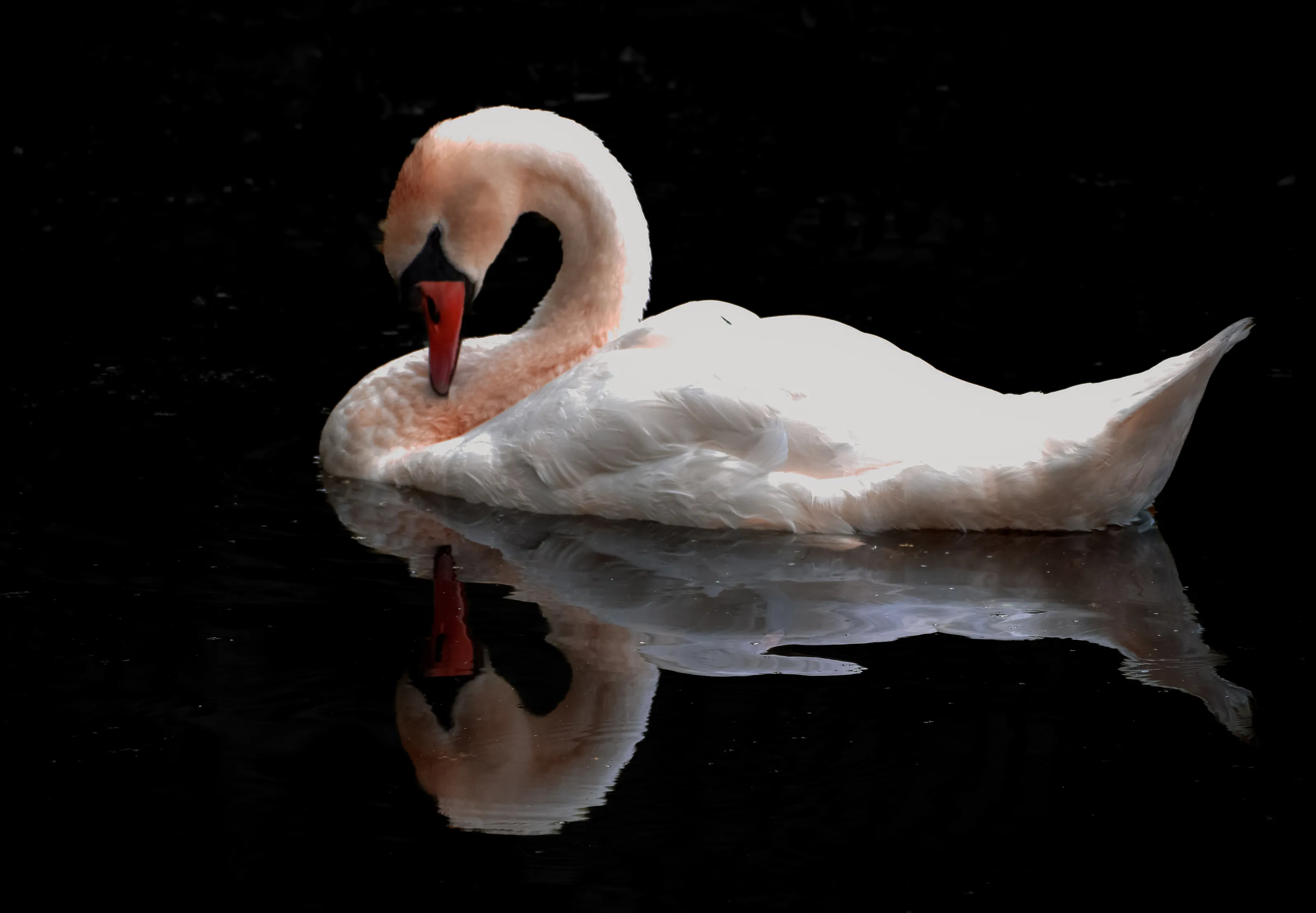 Beauty Reflected