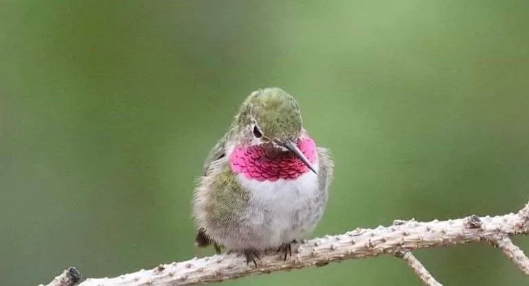 Small Birds