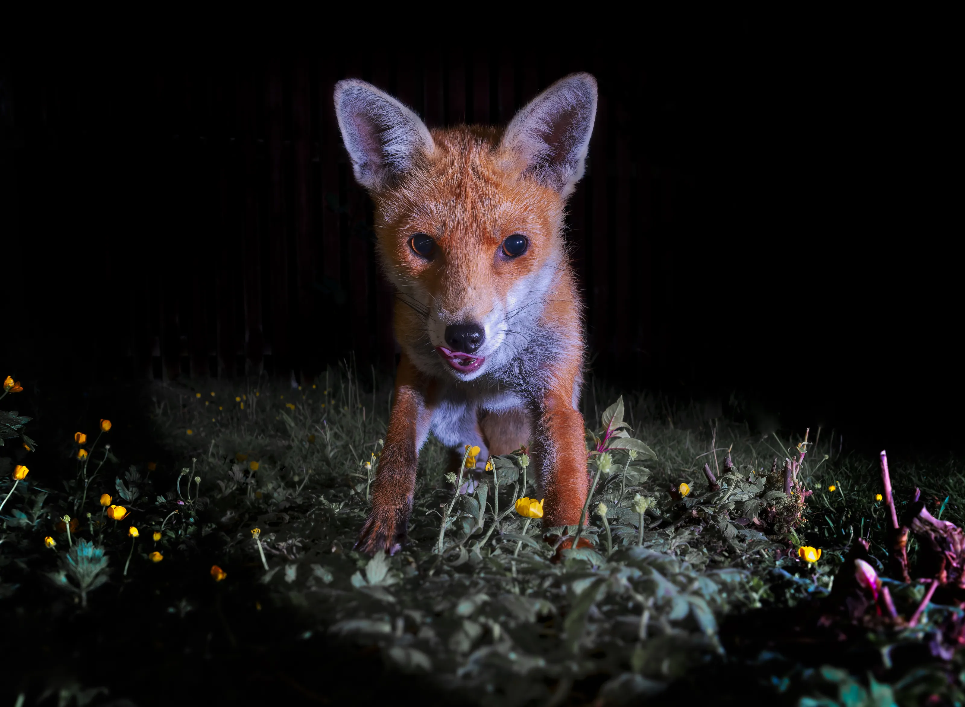 Hungry Fox Cub