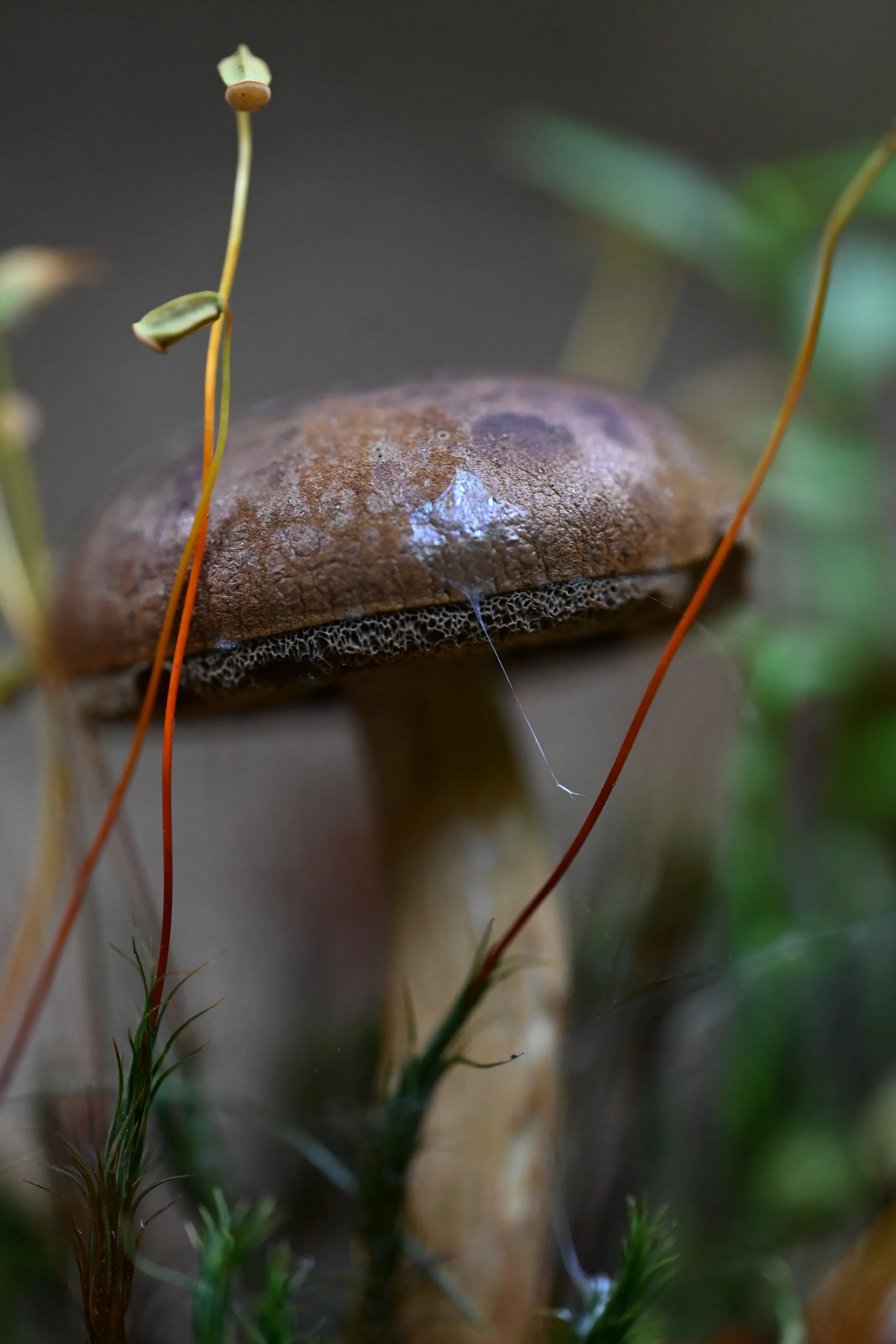 Mushrooms Growing Wild
