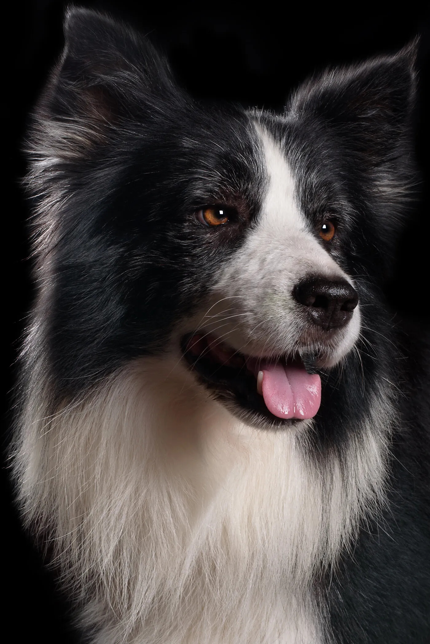 The Border Collie