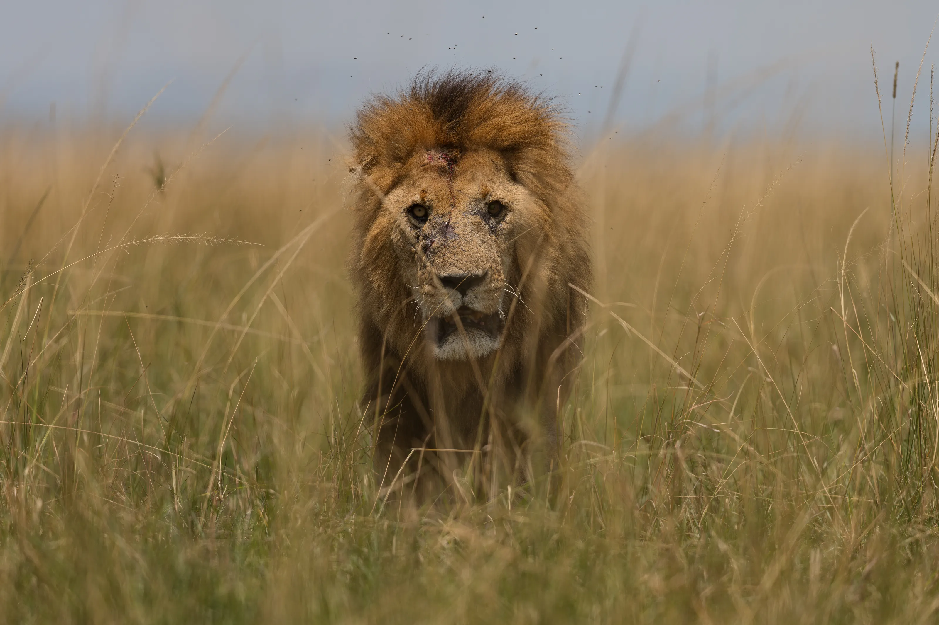 Warrior of the Grasslands