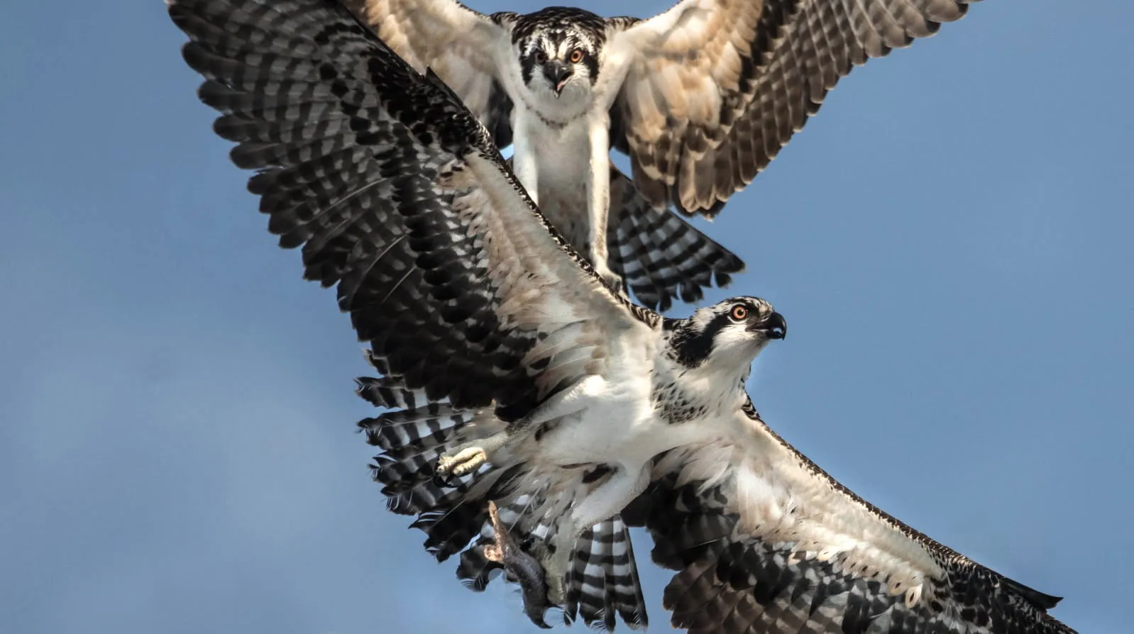 Osprey Crossing