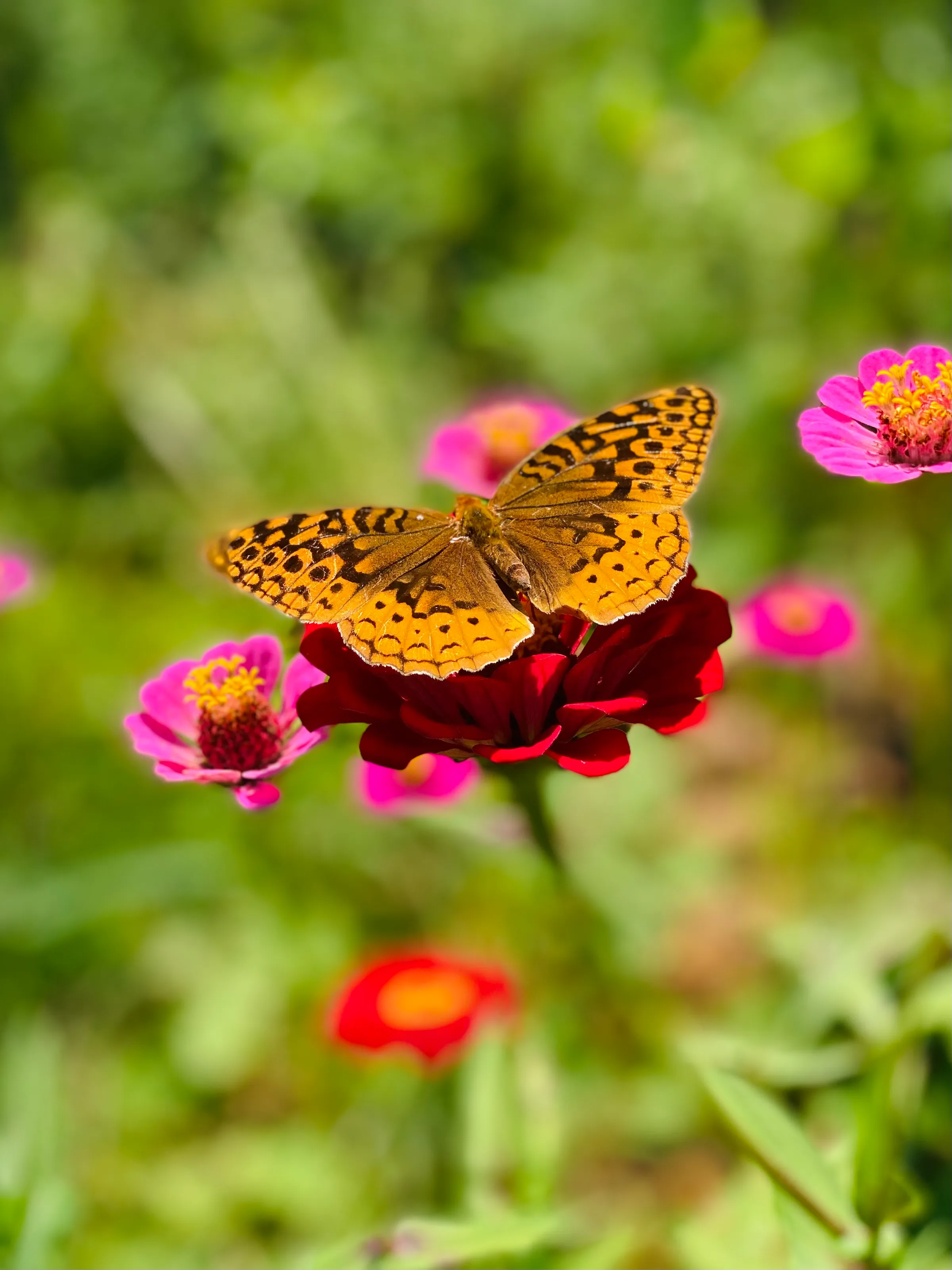 Great Spangled Fritillary on a pink zinnia