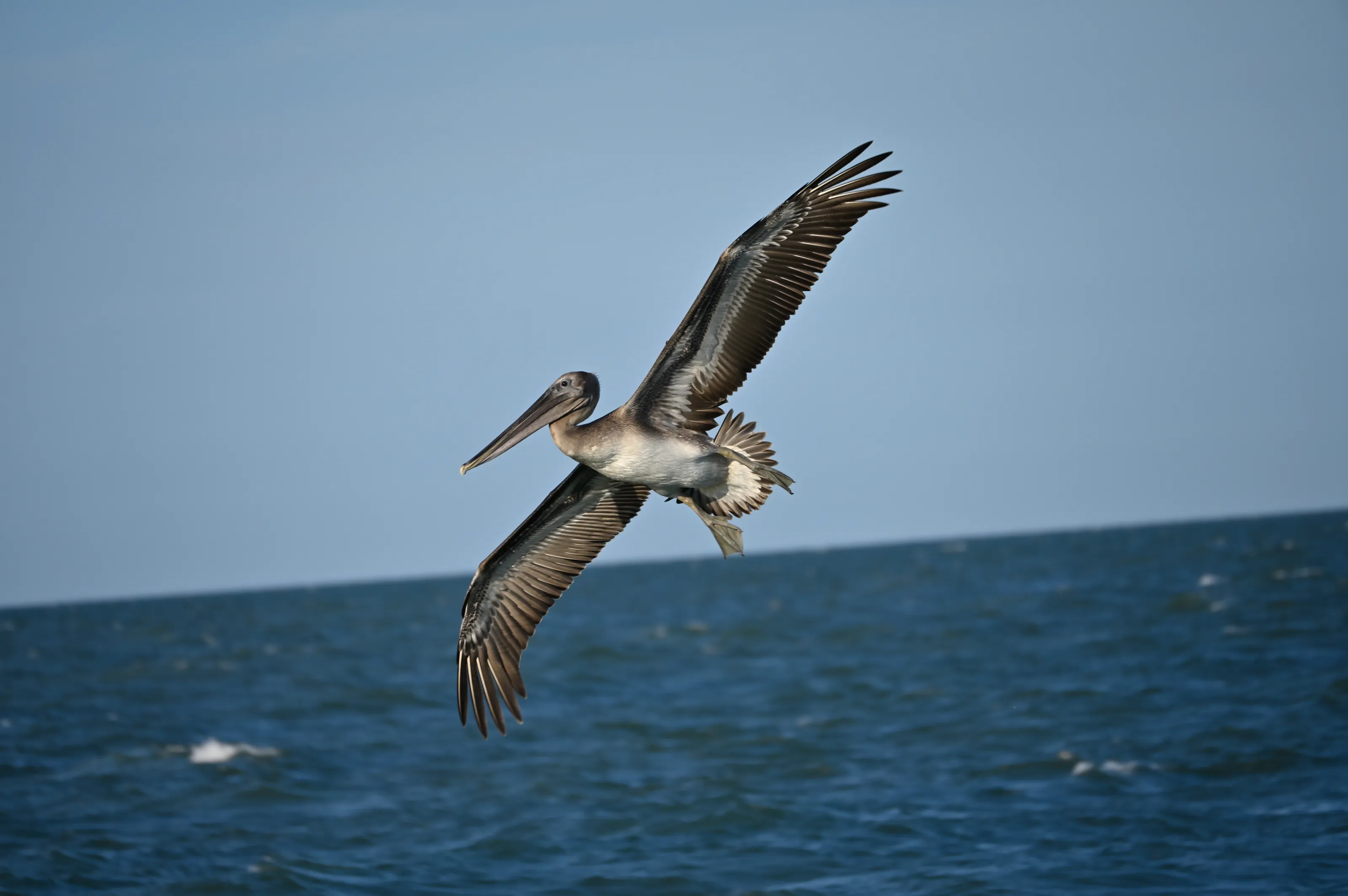 scouting pelican