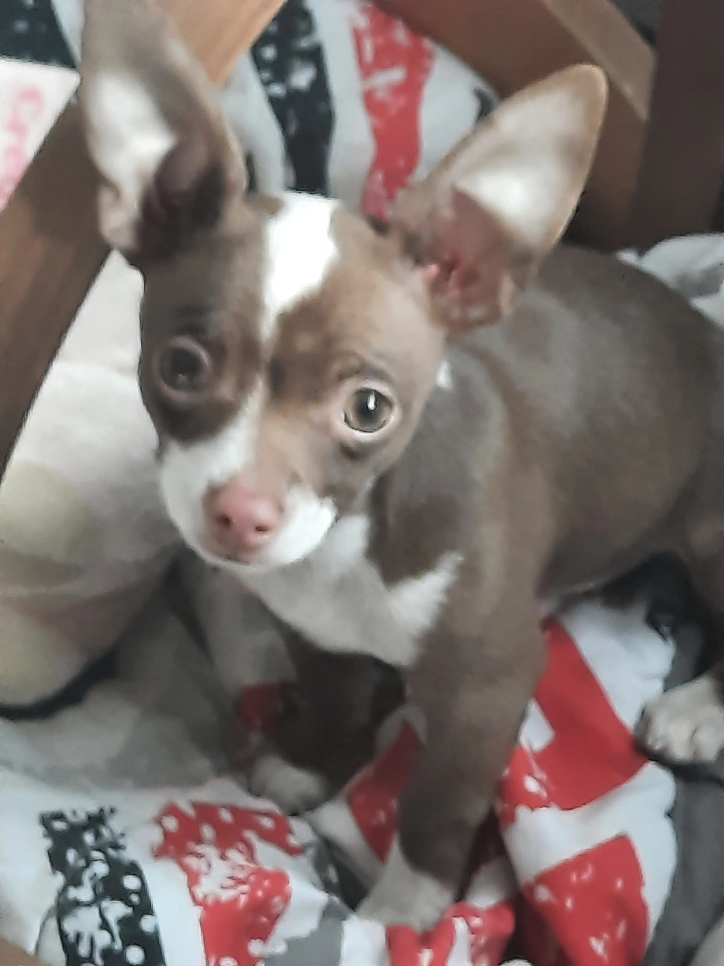 My Chihuahua "Monkey"