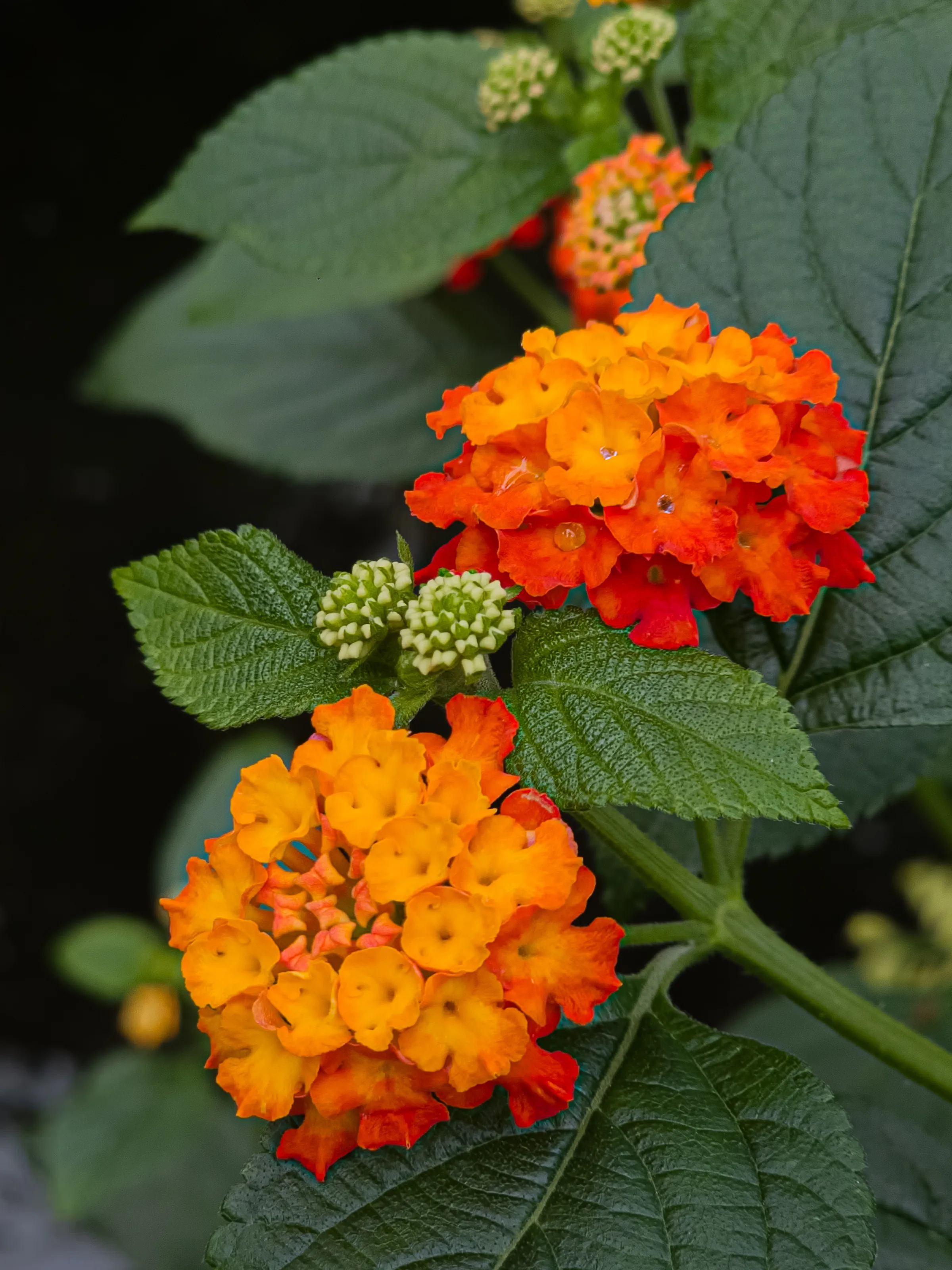 Droplets on Lantana