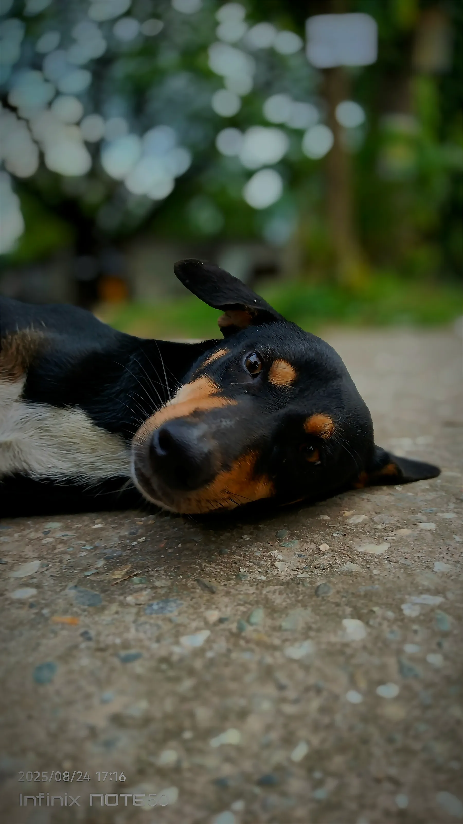 Taking a quick nap next to the street after  a hectic day.