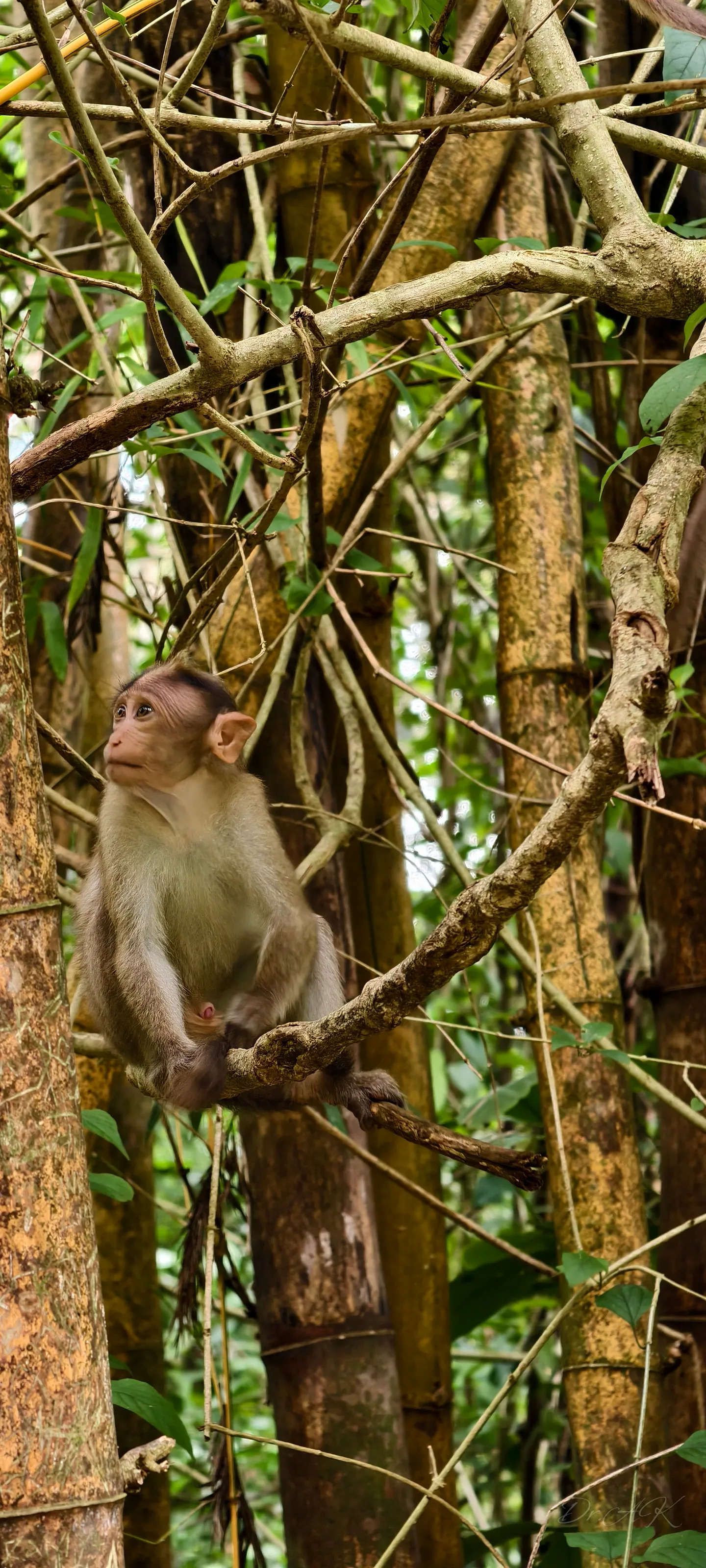 Casual day in monkeys life