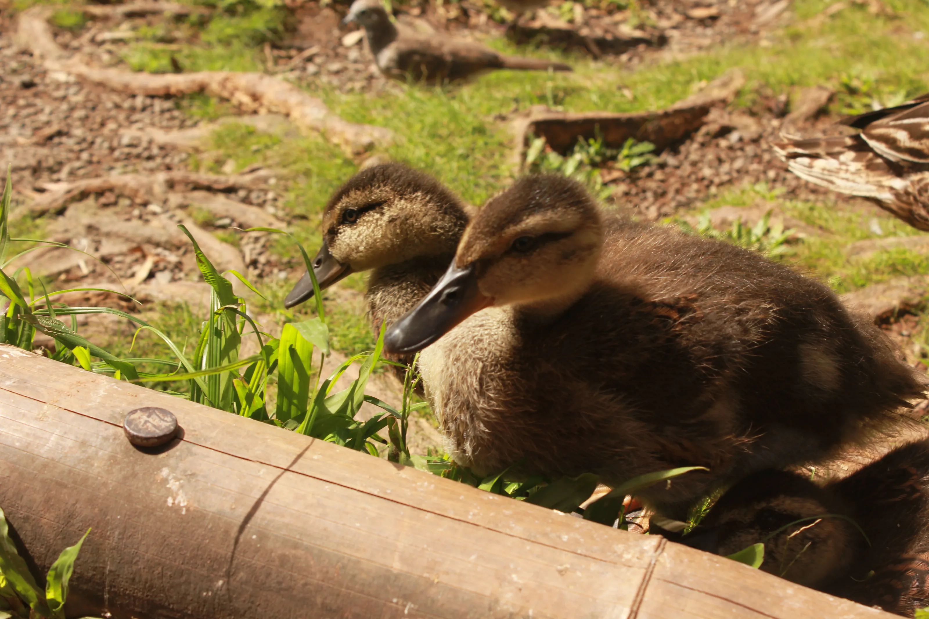 Ducklings and a pipe