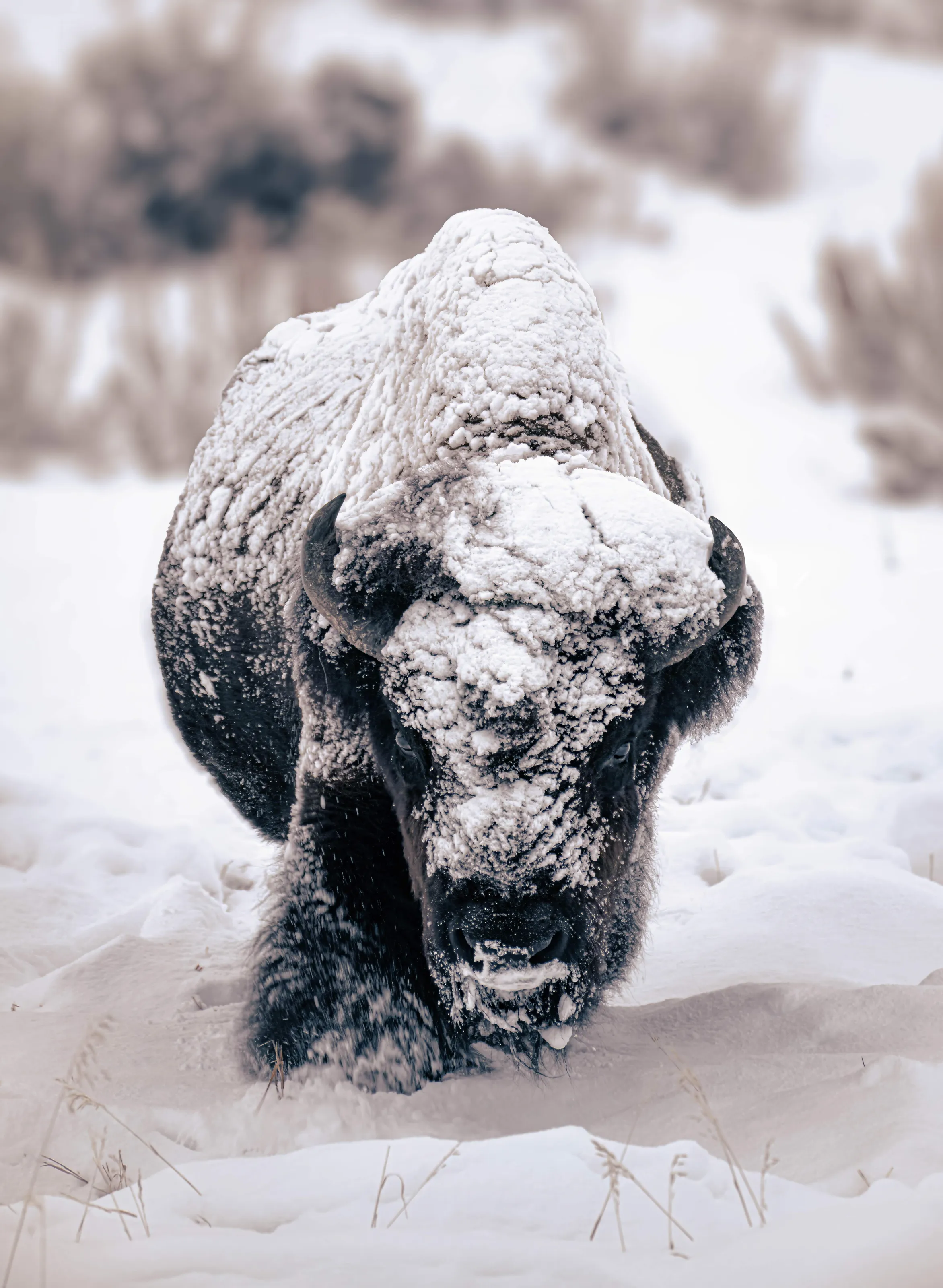 Snowy Bison