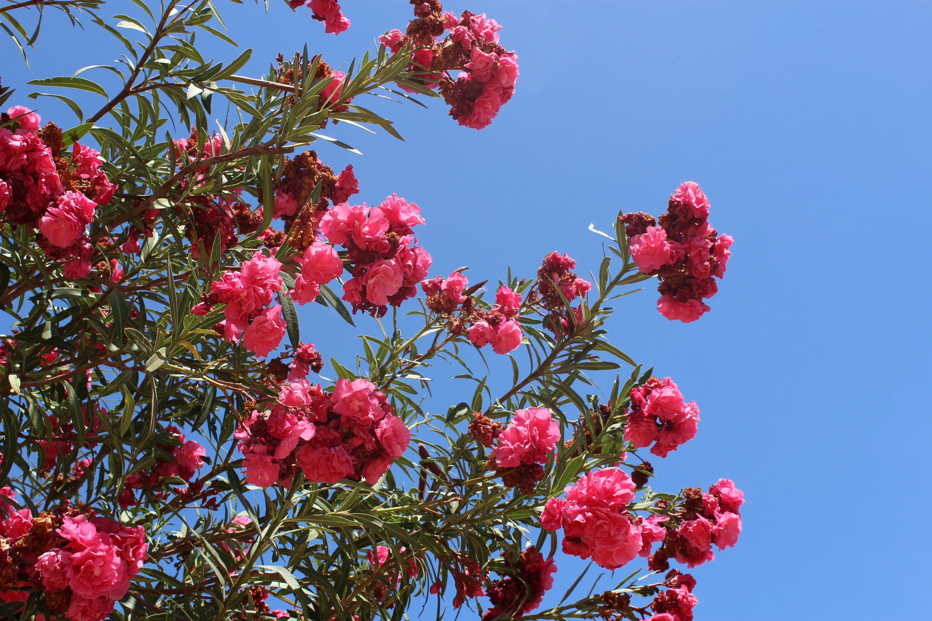 Oleander In Bloom