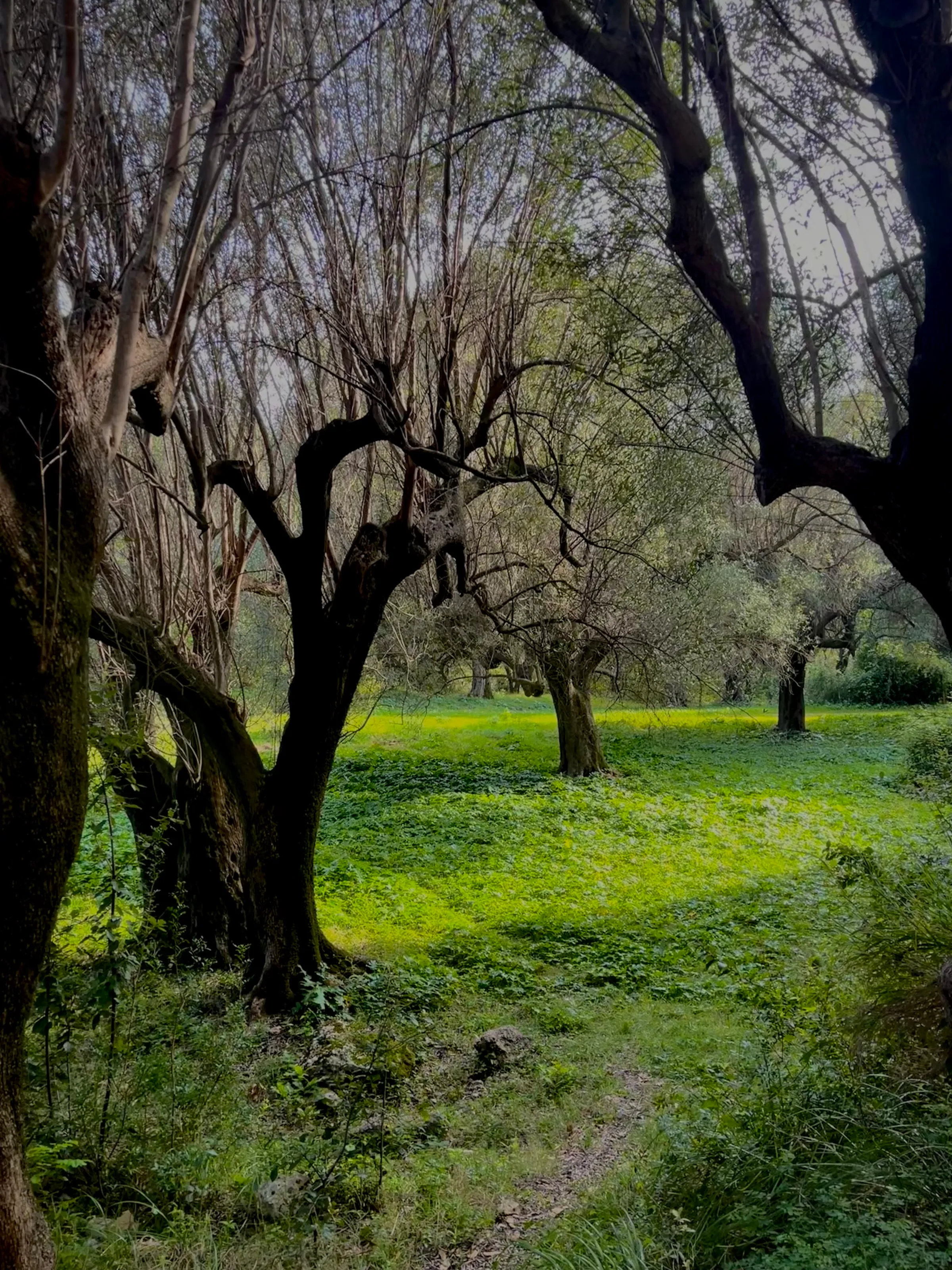 Mystic entrance into the woods