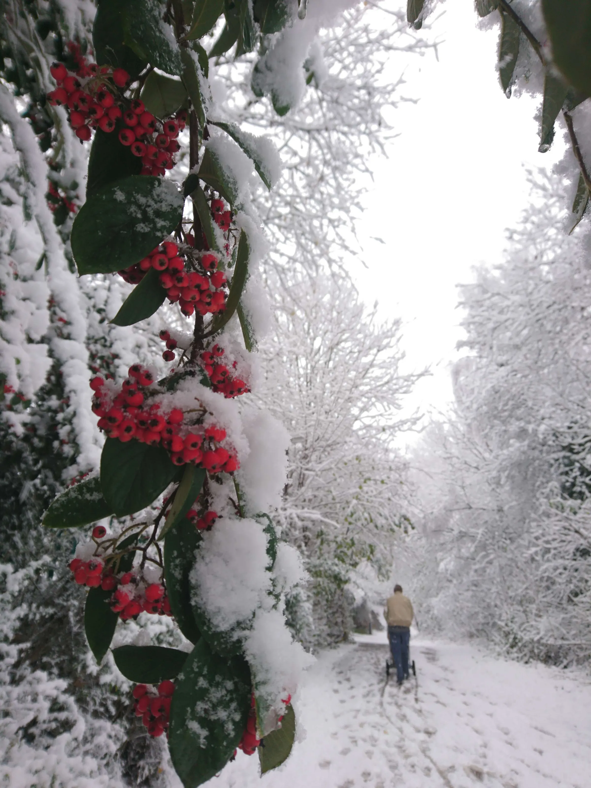 Shropshire's Winter Beauty