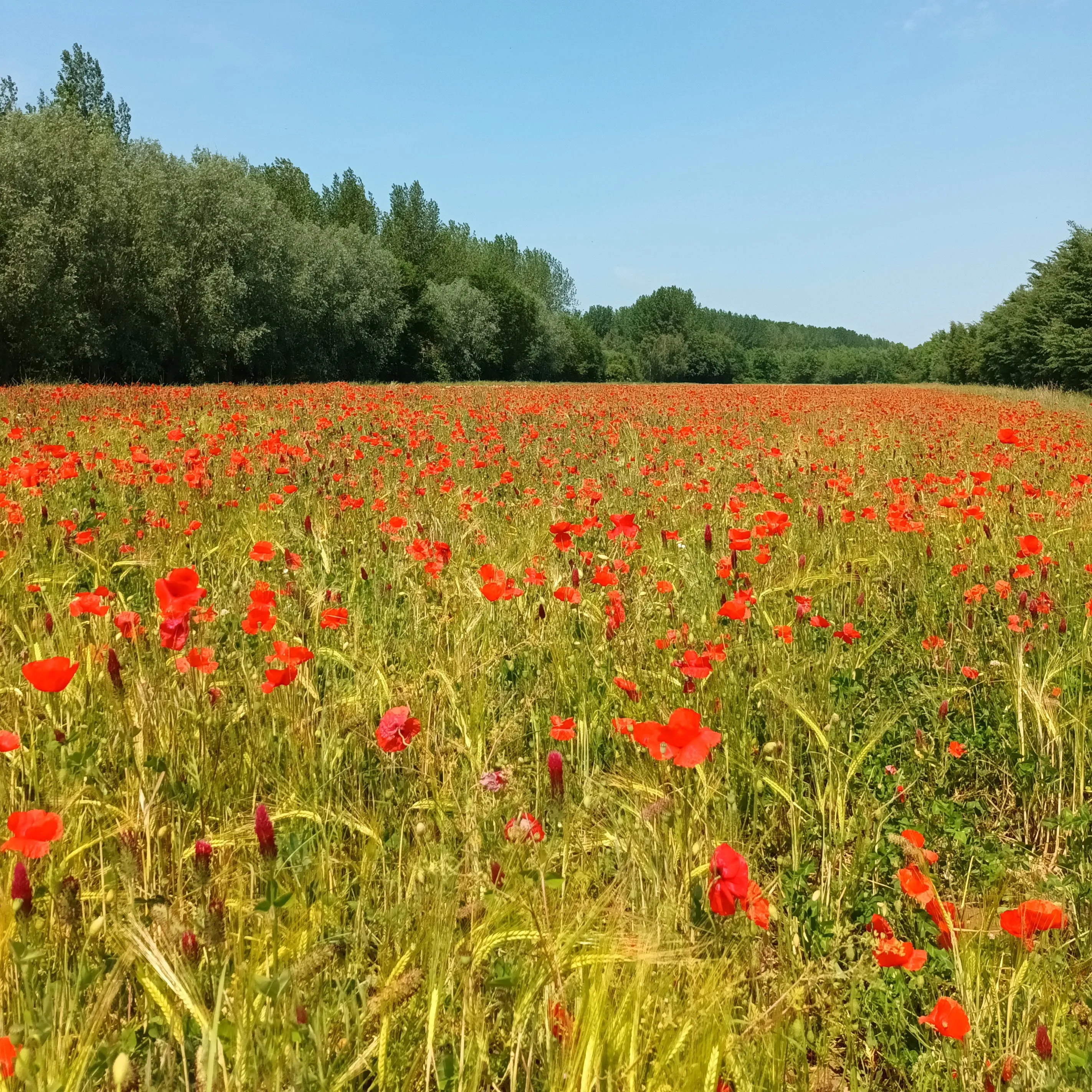 Field of red poppies in summer