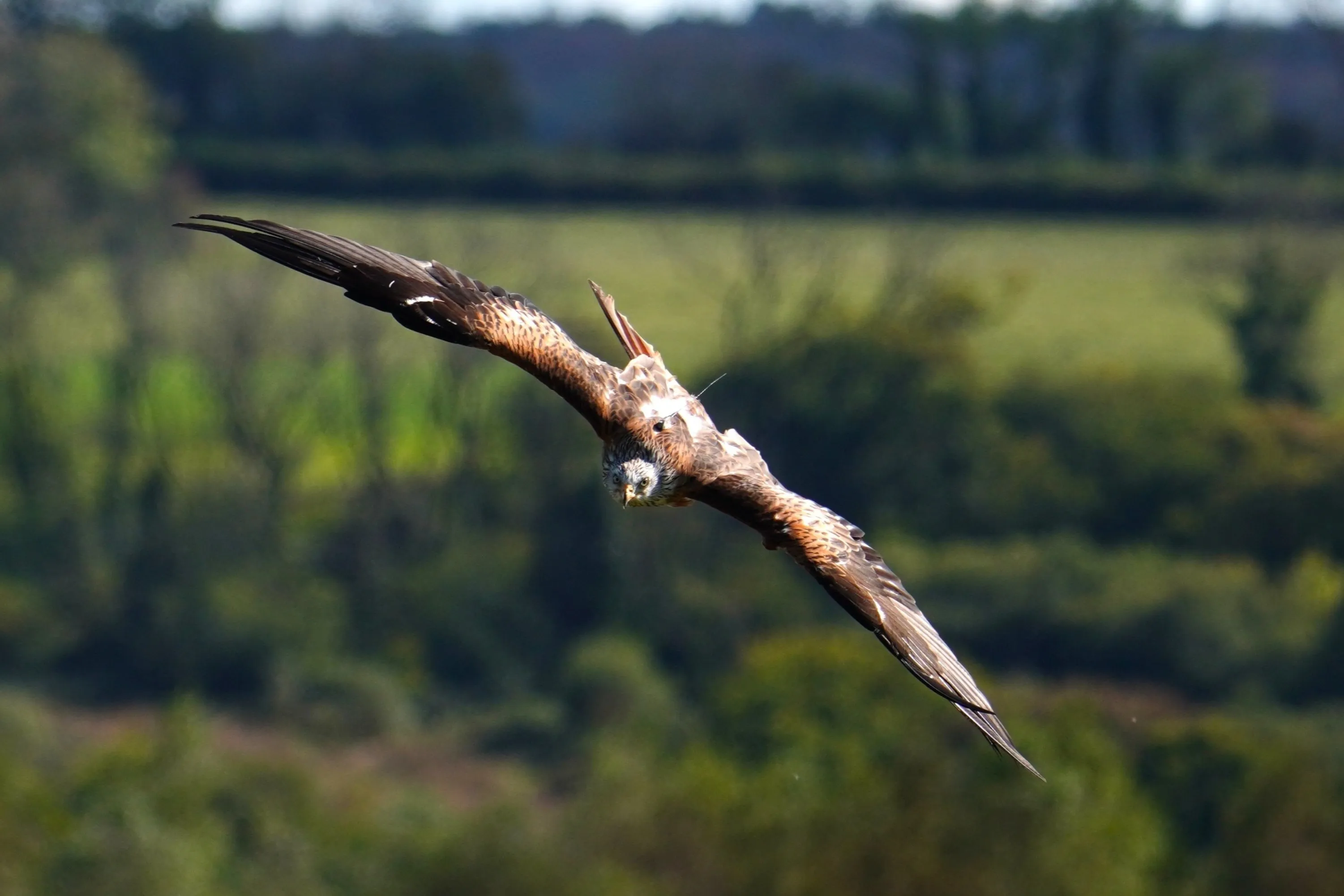 Kite in Flight
