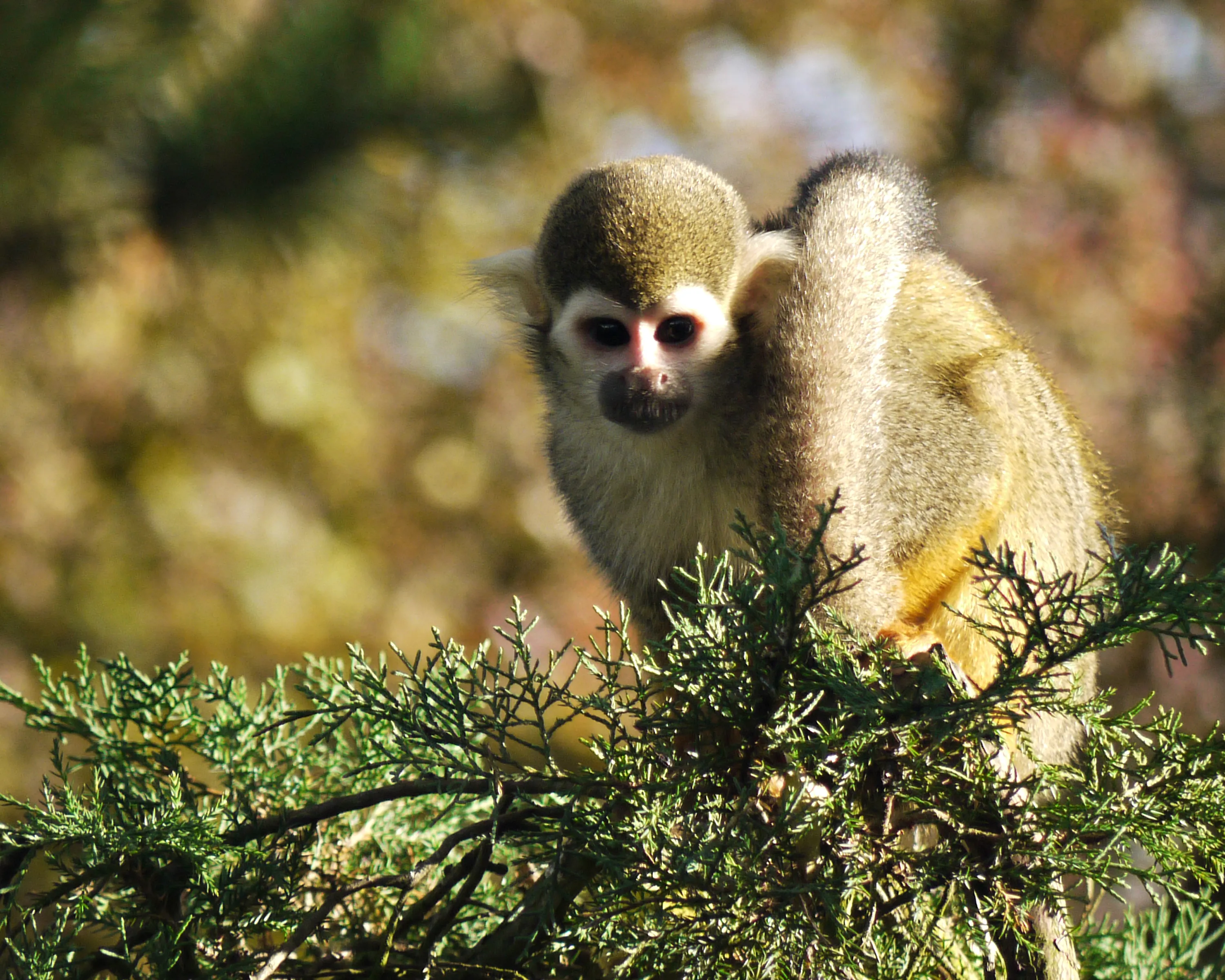 Spider Monkey at Blackpool Zoo