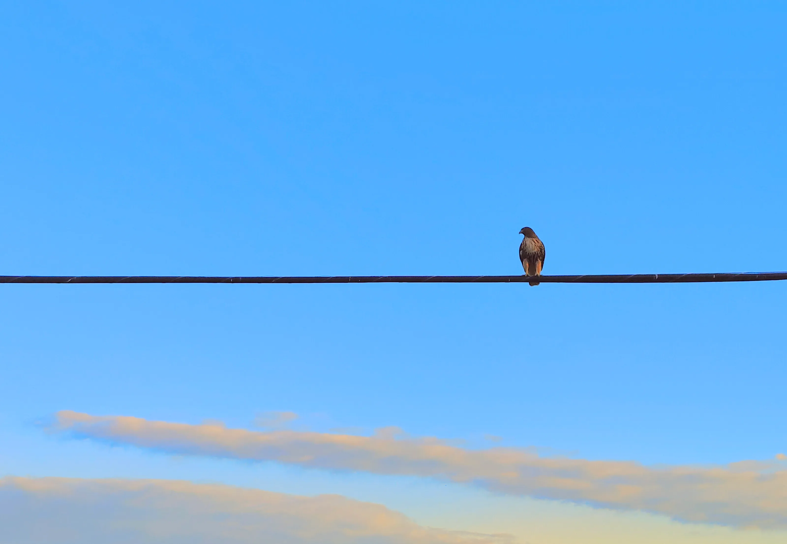 Red Tailed Hawk on a Wire