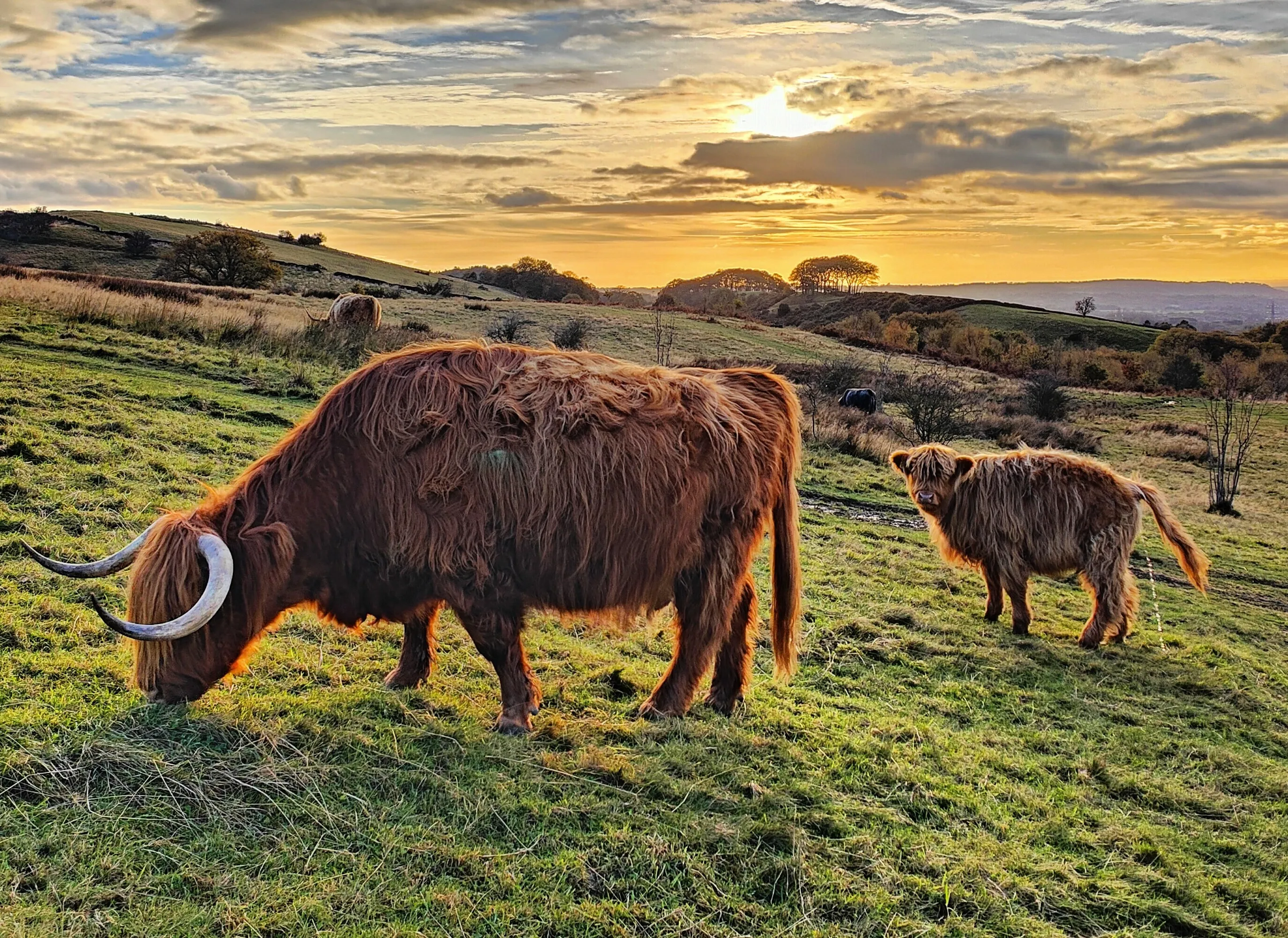 Highland Coo Sunset