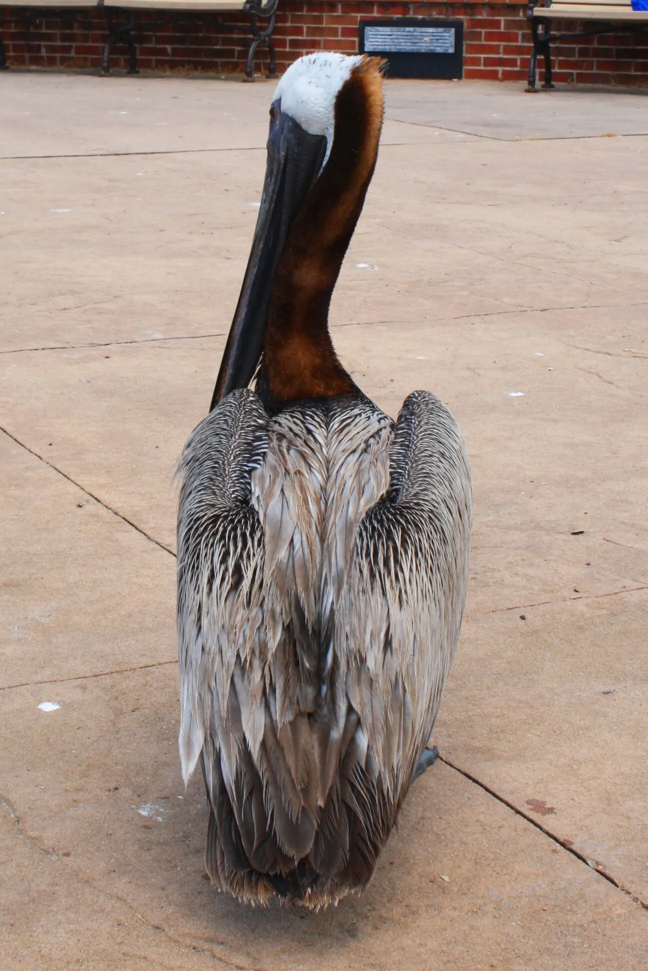 Pelican on Palafox Pier