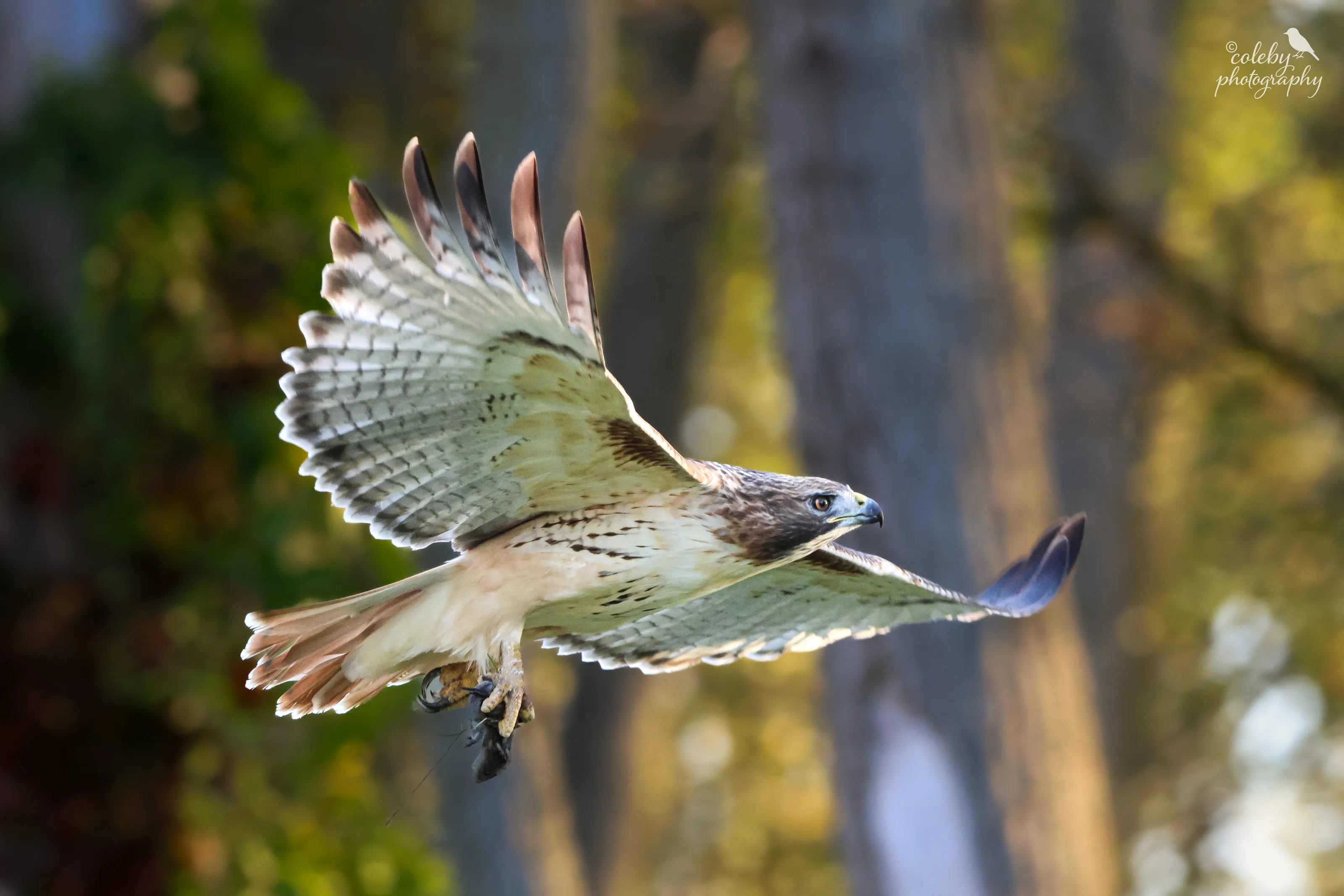 Hawk in flight with breakfast