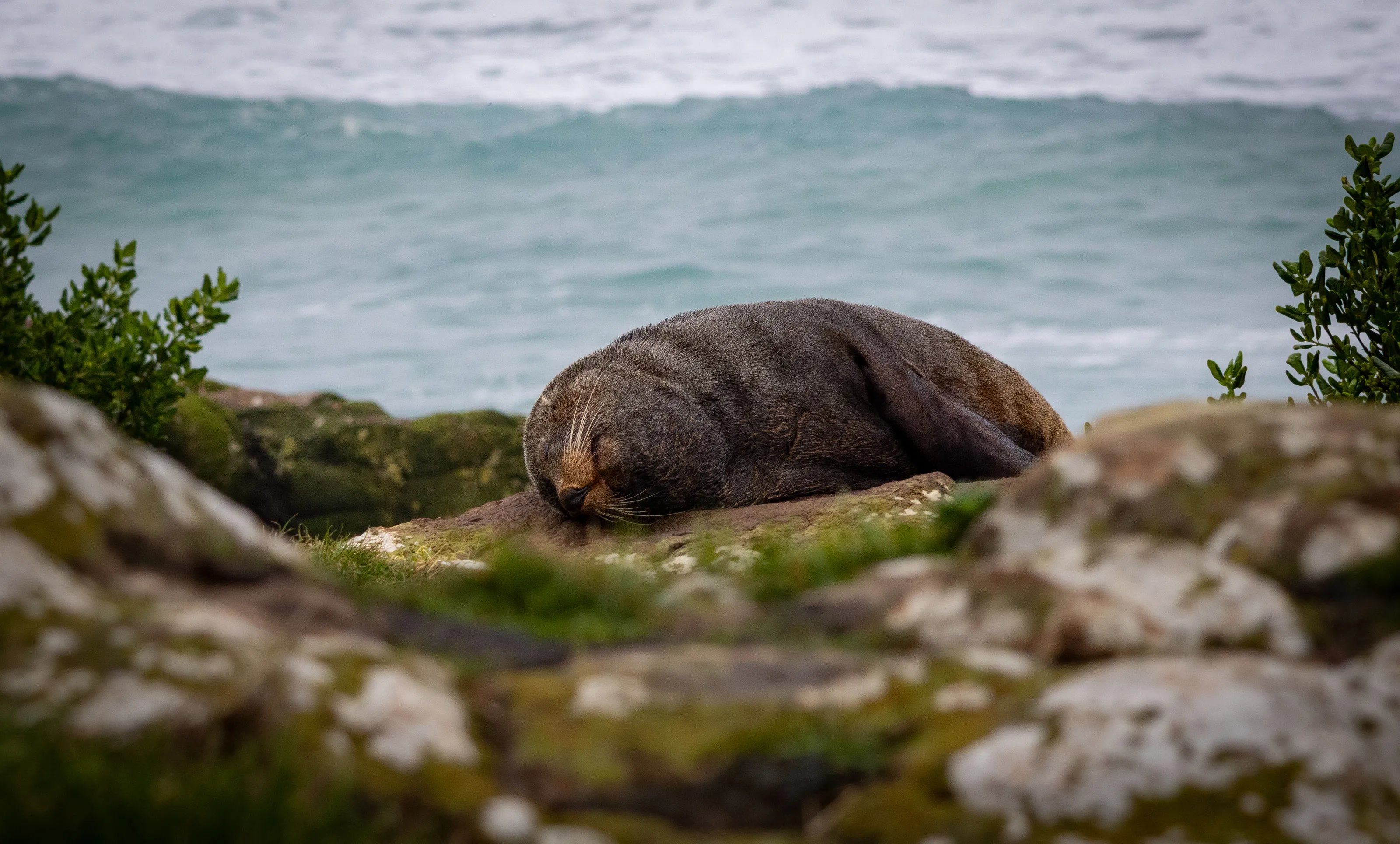 Sleeping seal