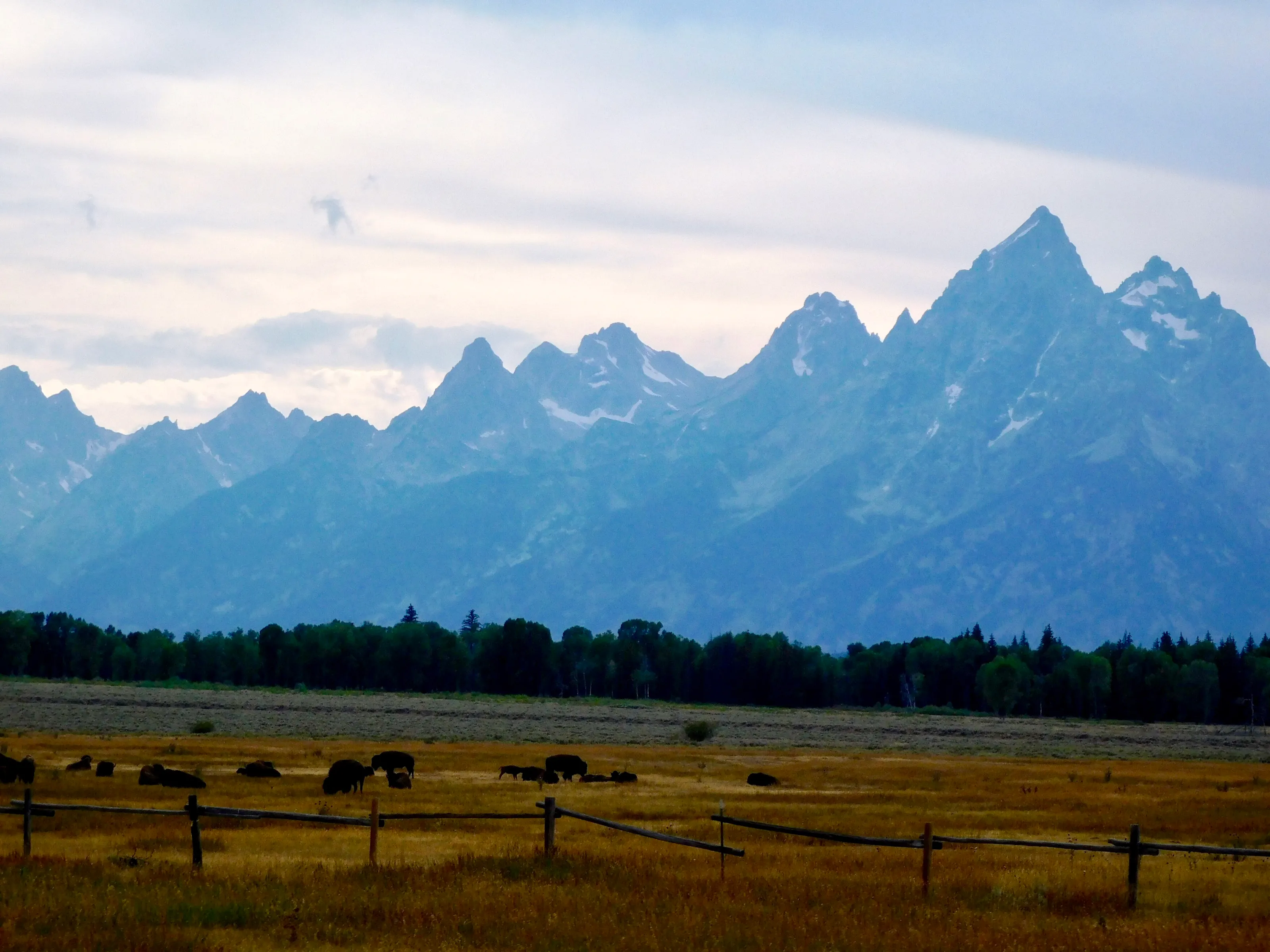 Plains of Buffalo under the Tetons