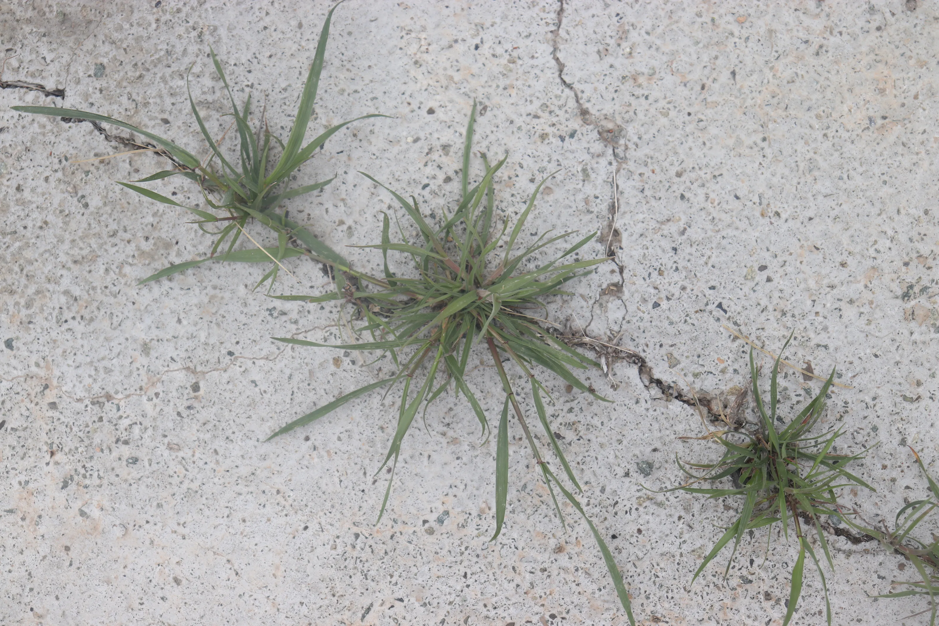 growth