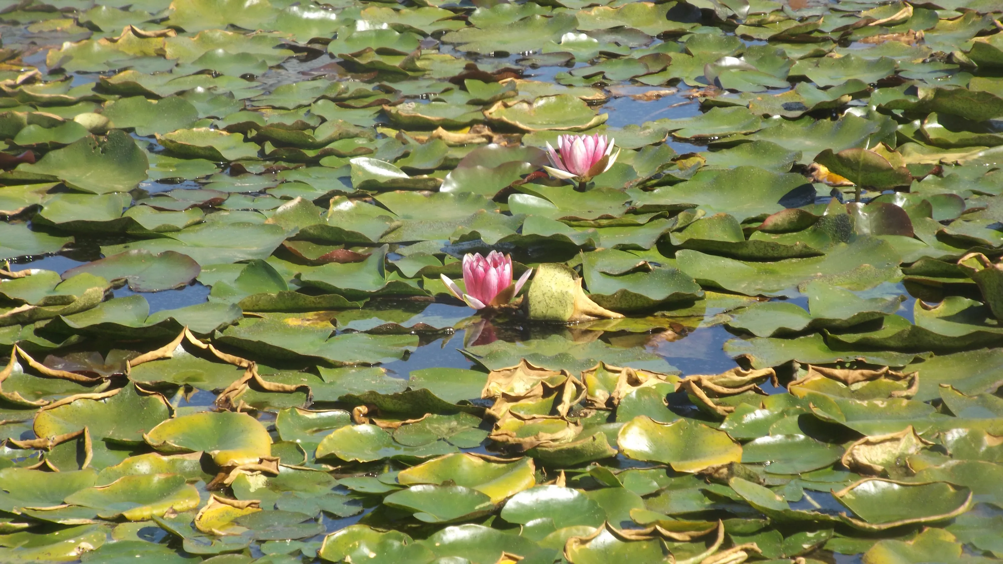 In This Pond of Monotony