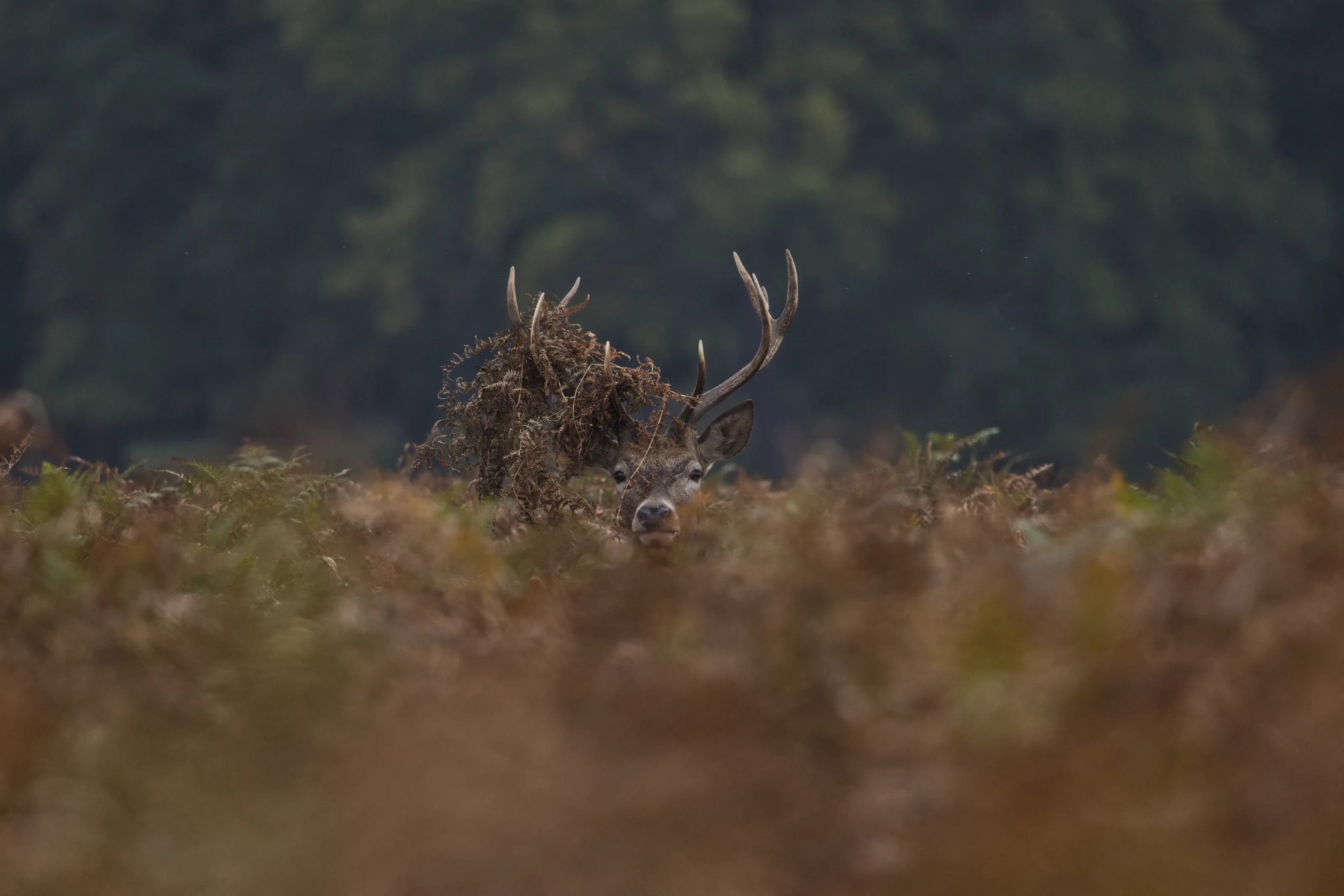 Camouflaged stag