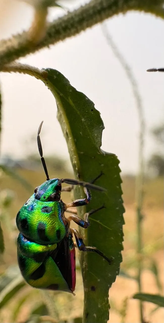Bugs