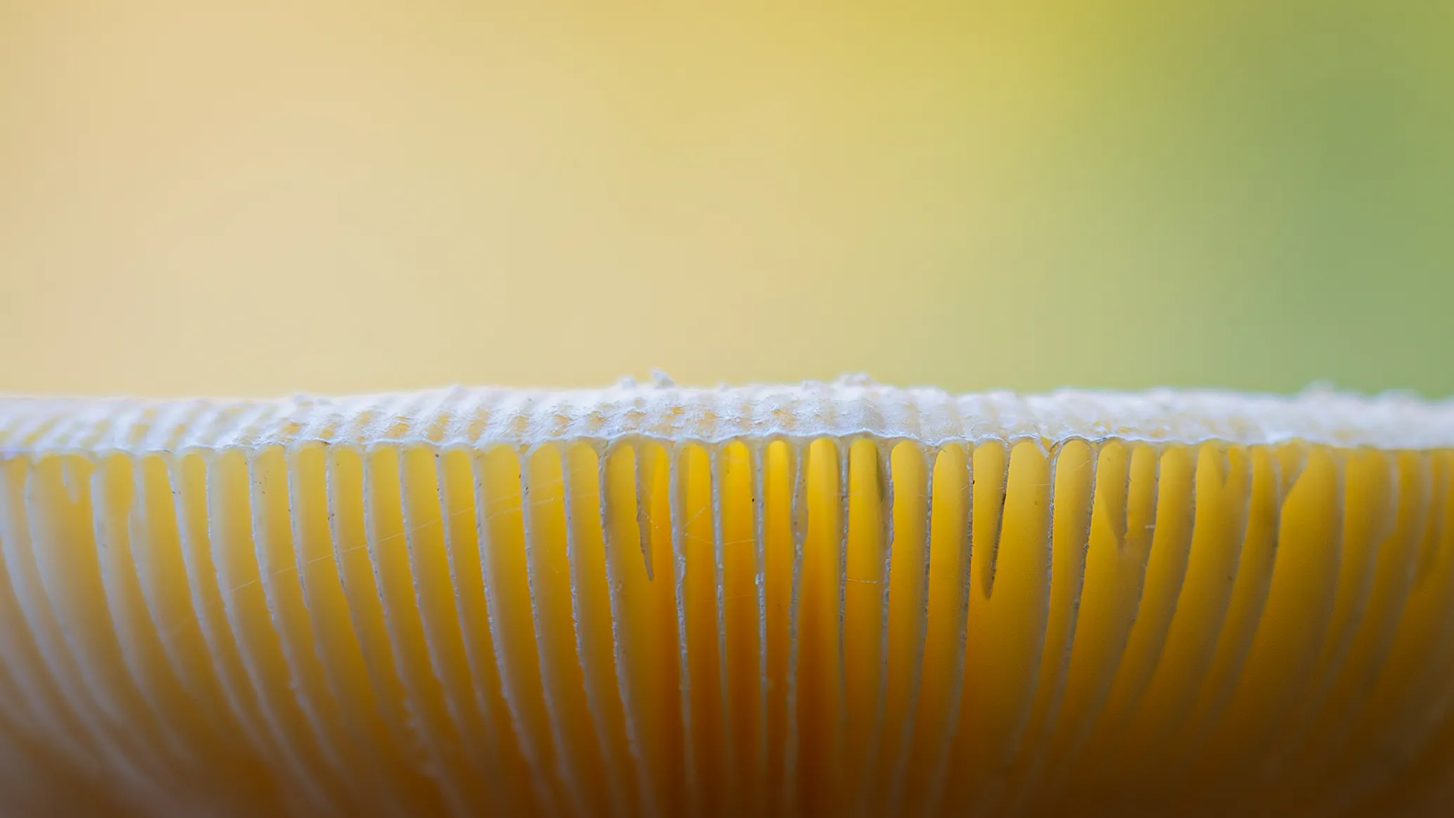 Mushroom