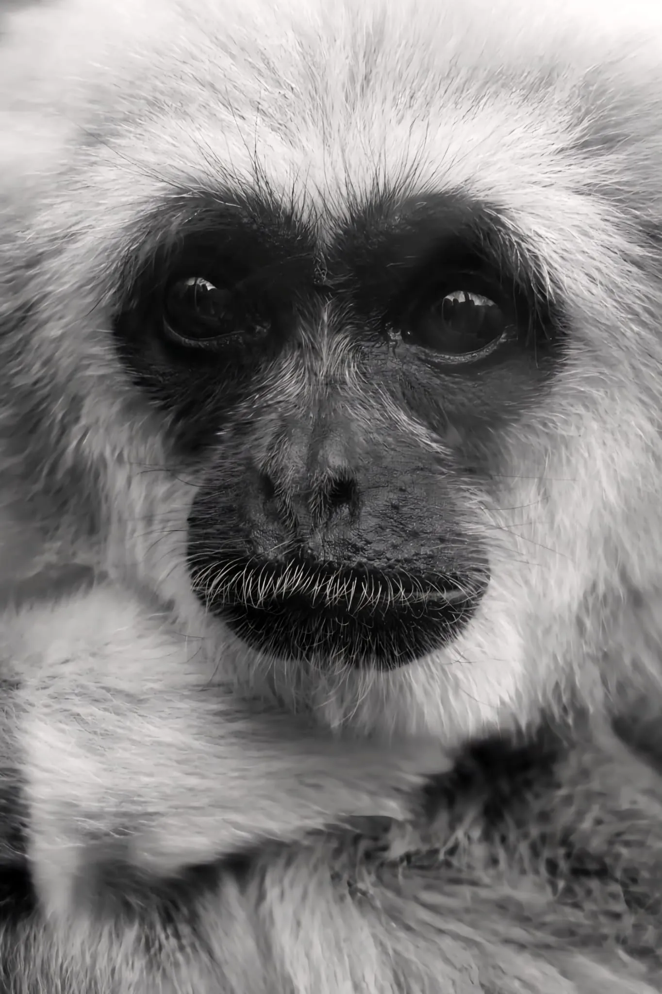 Black and white monkey face