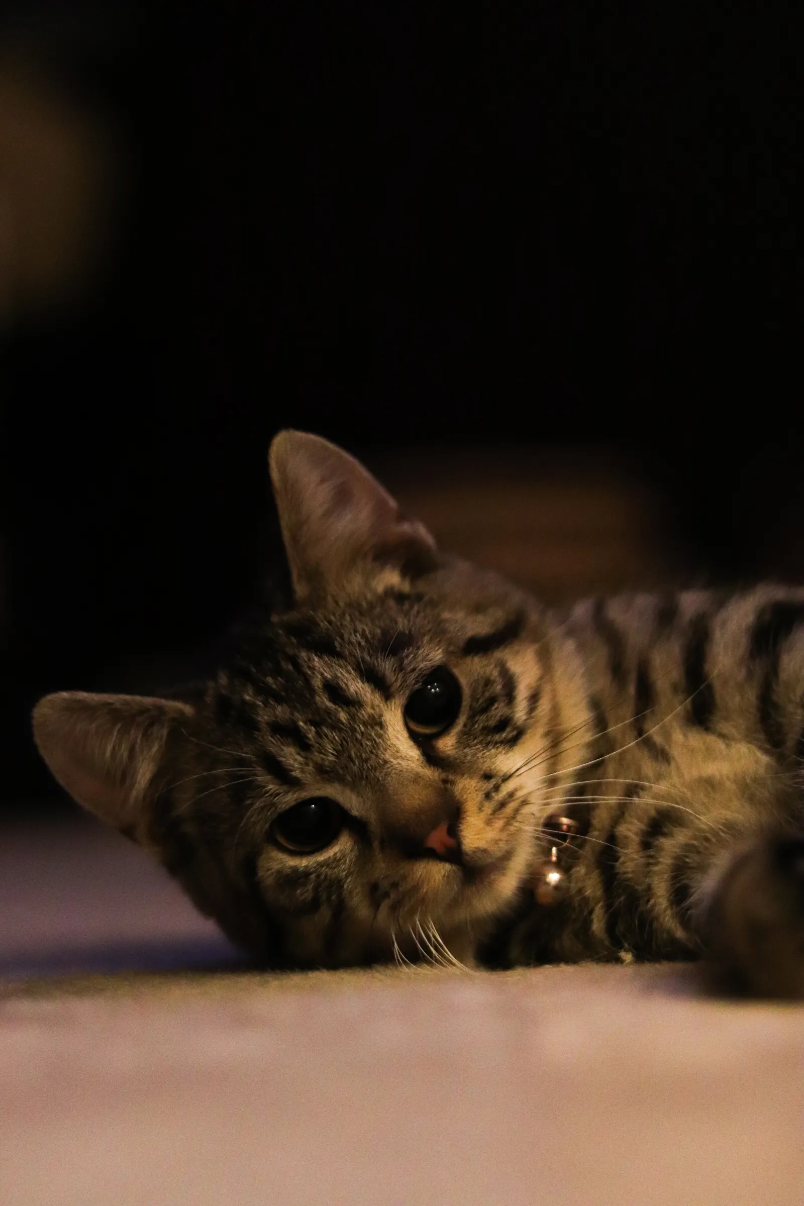 Kitten