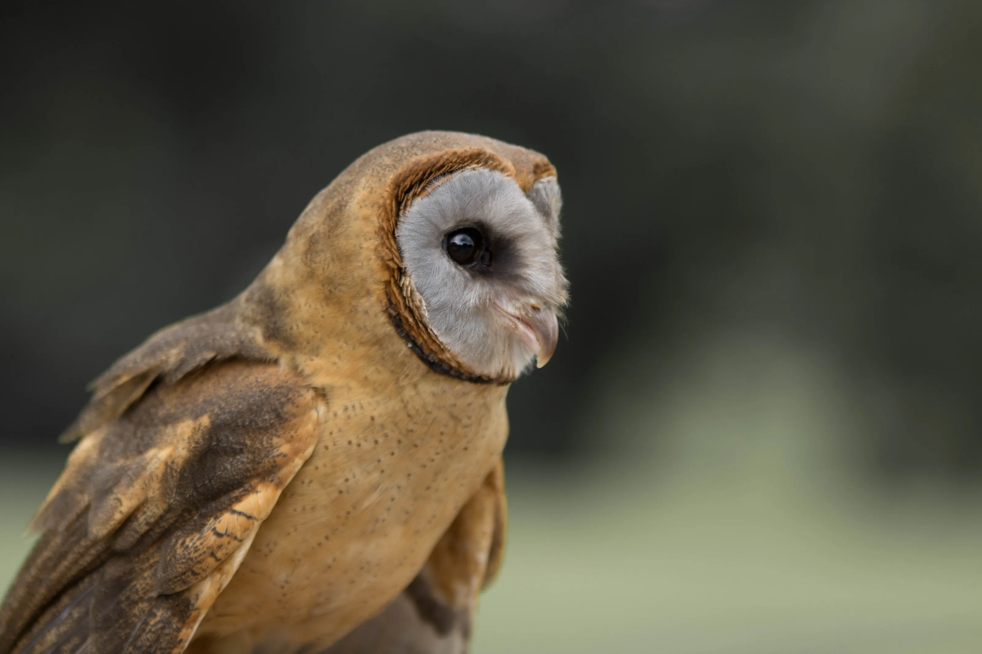 Little barn owl