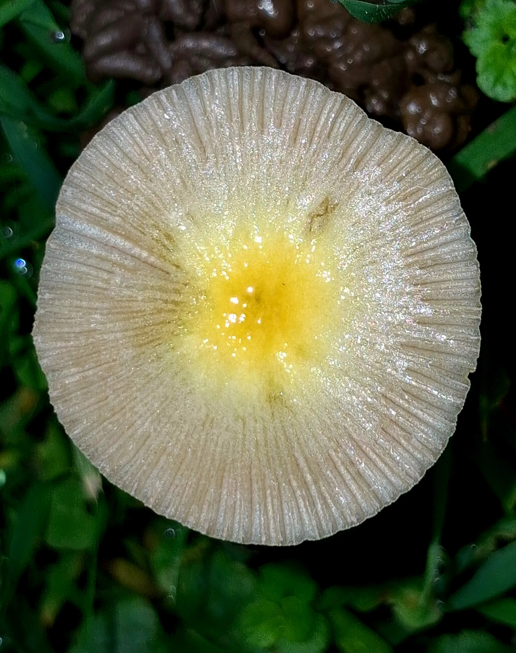 Fried egg