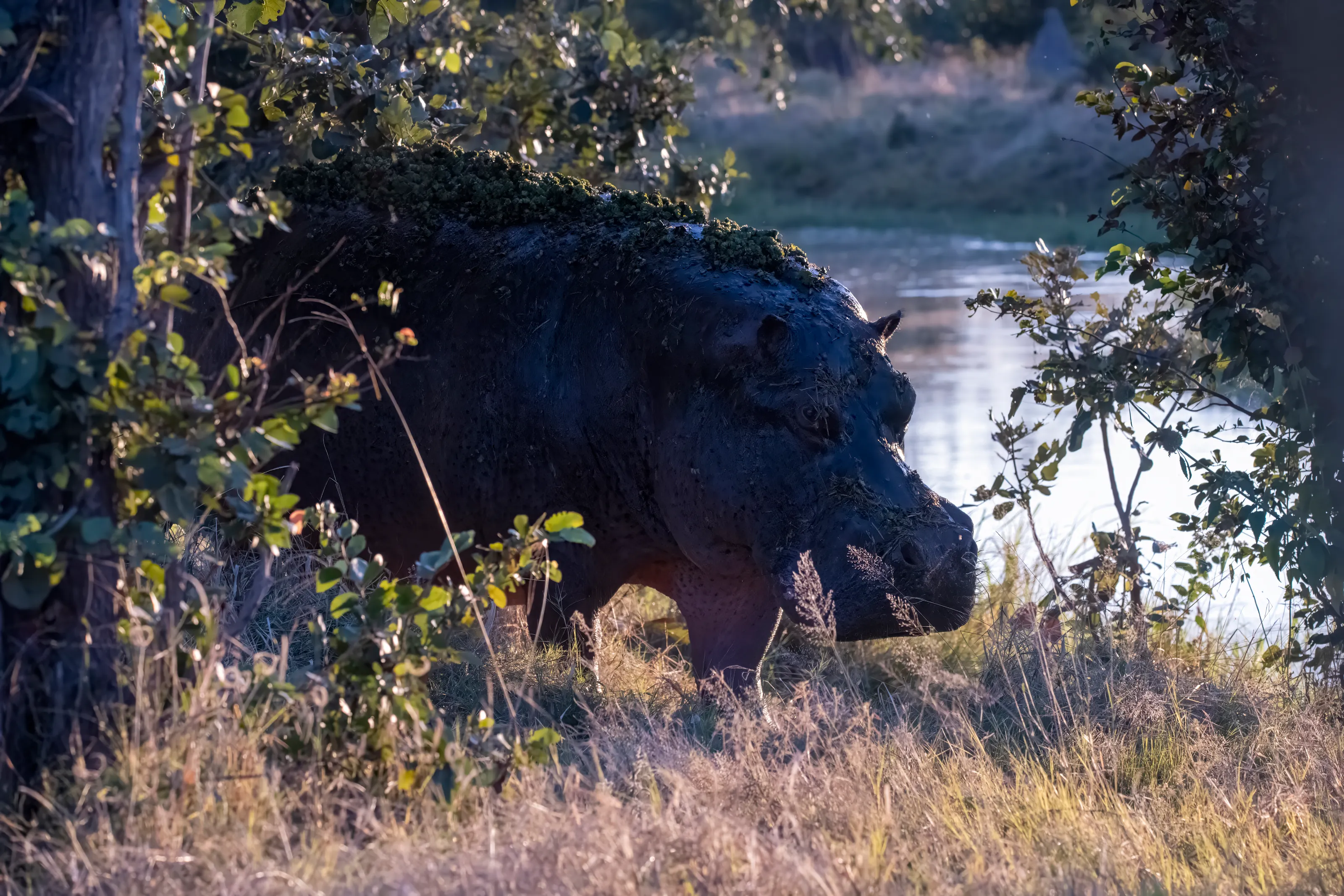 African Safari