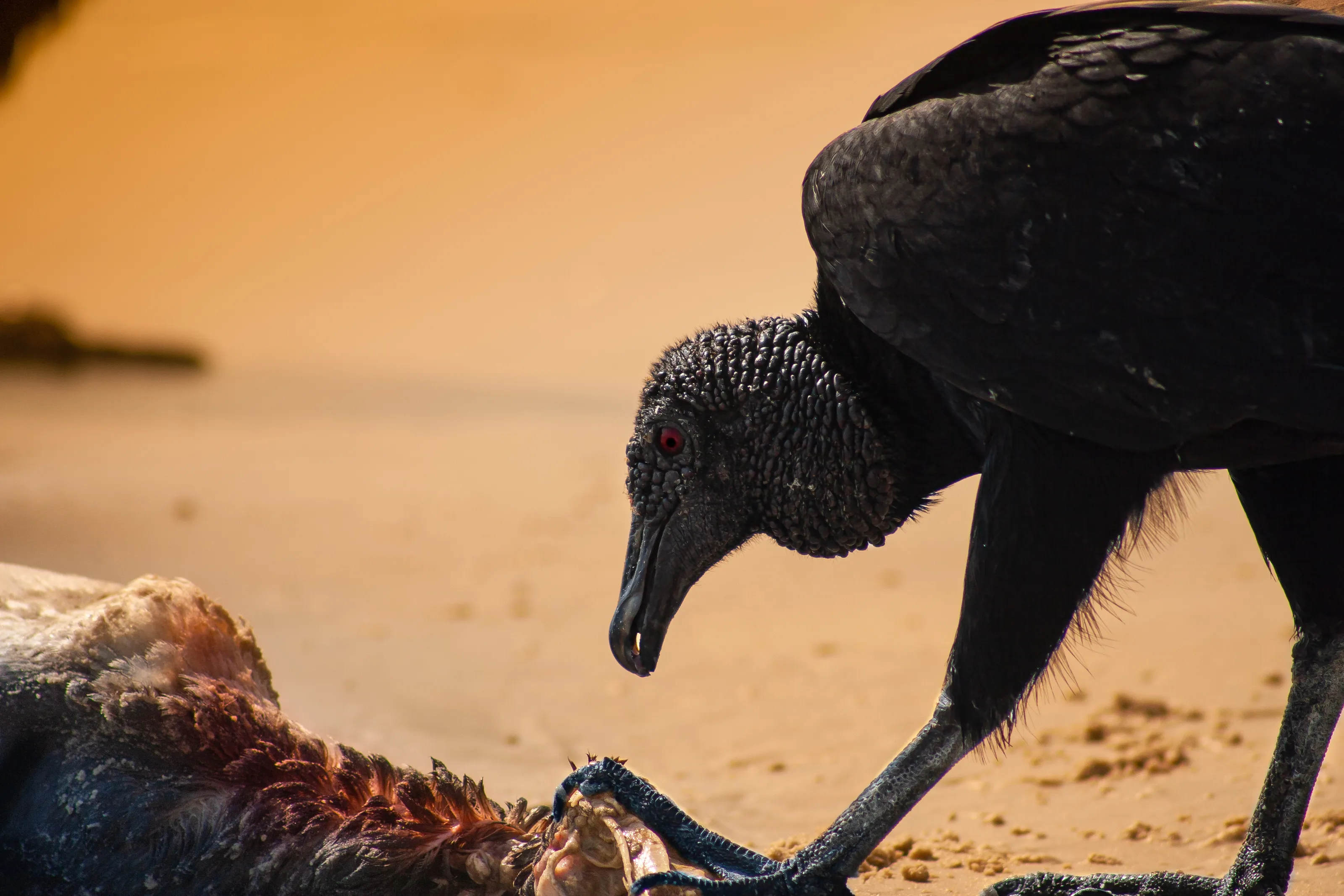 Black Vulture