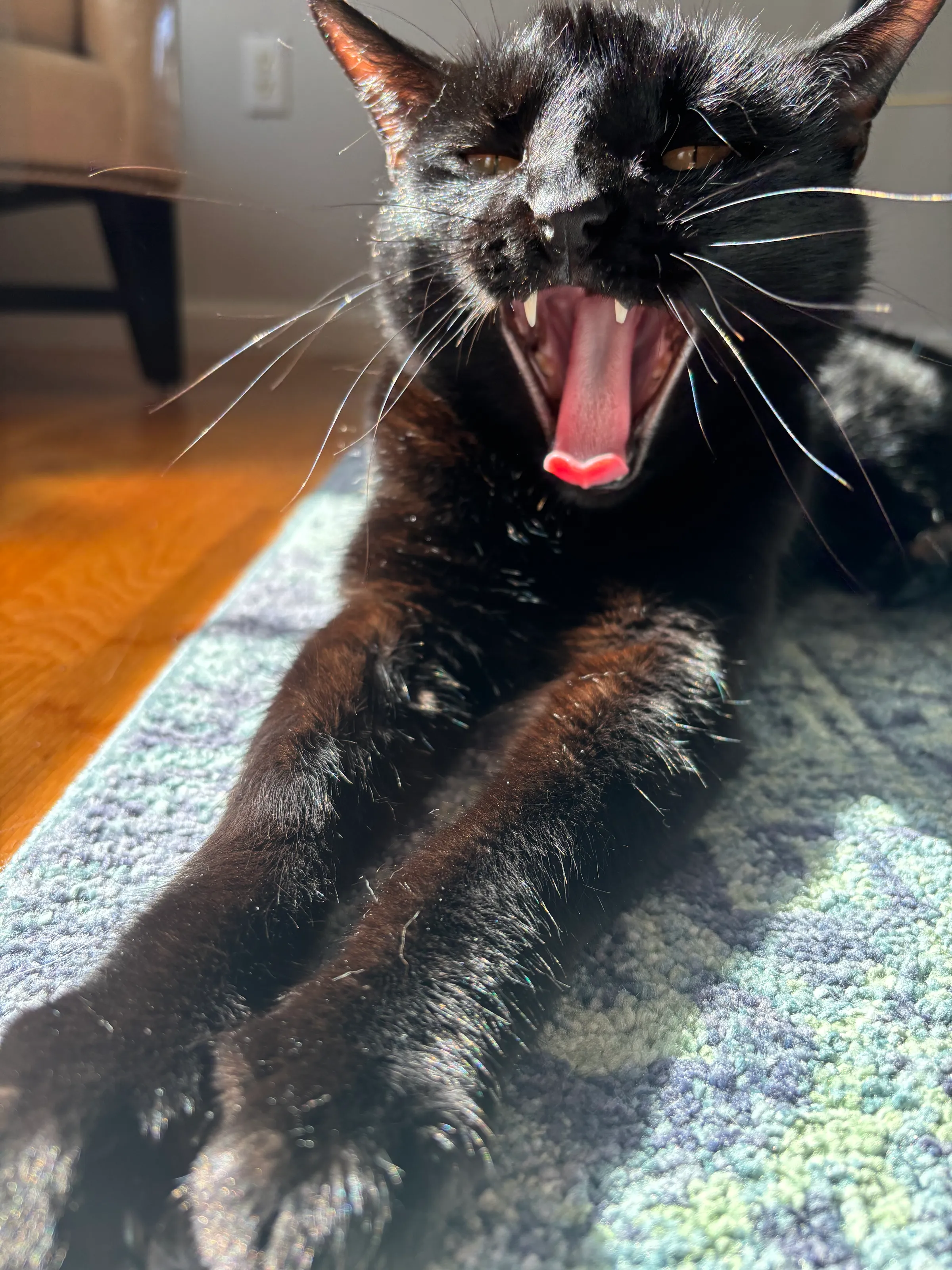 Tired Kitty
