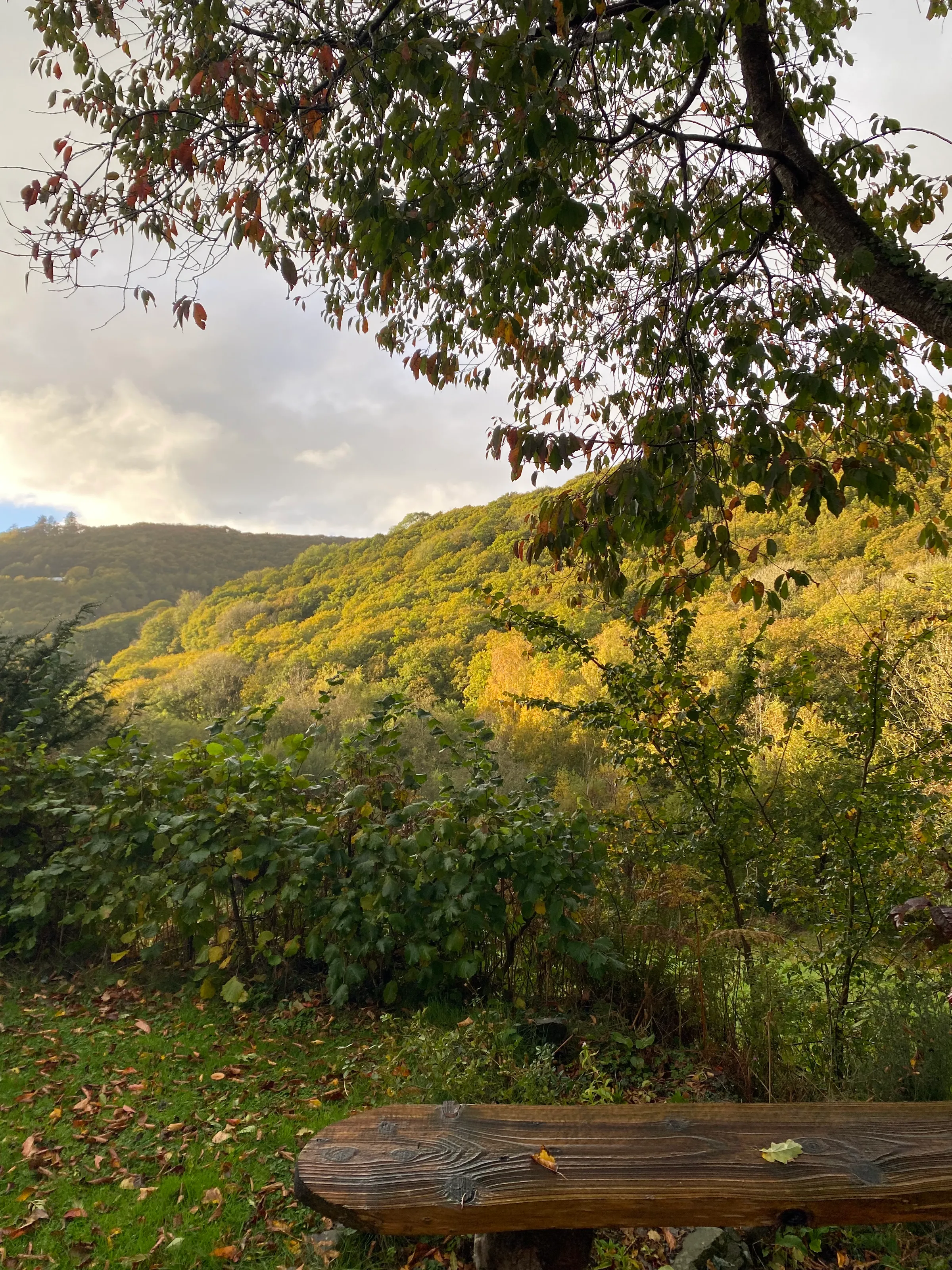 Sunset on the Trees in the Valley