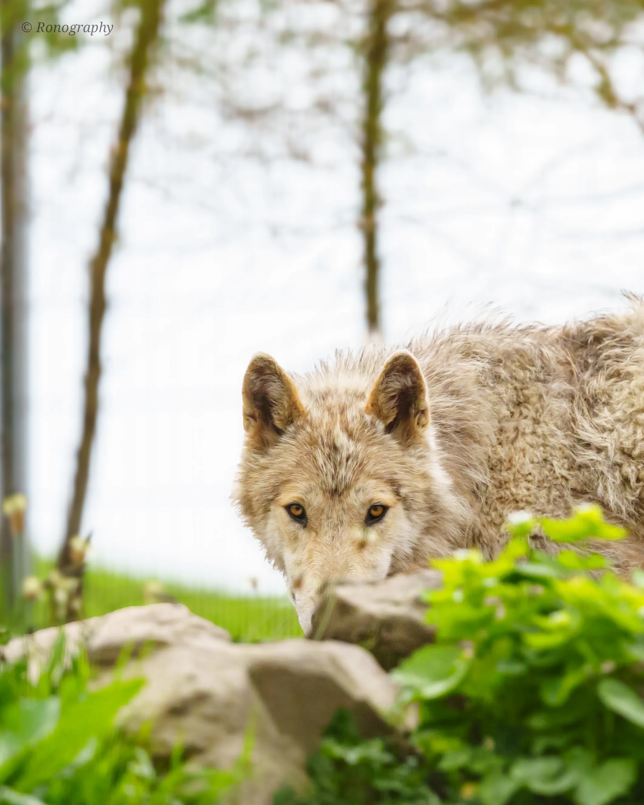 Camouflaged Intentions