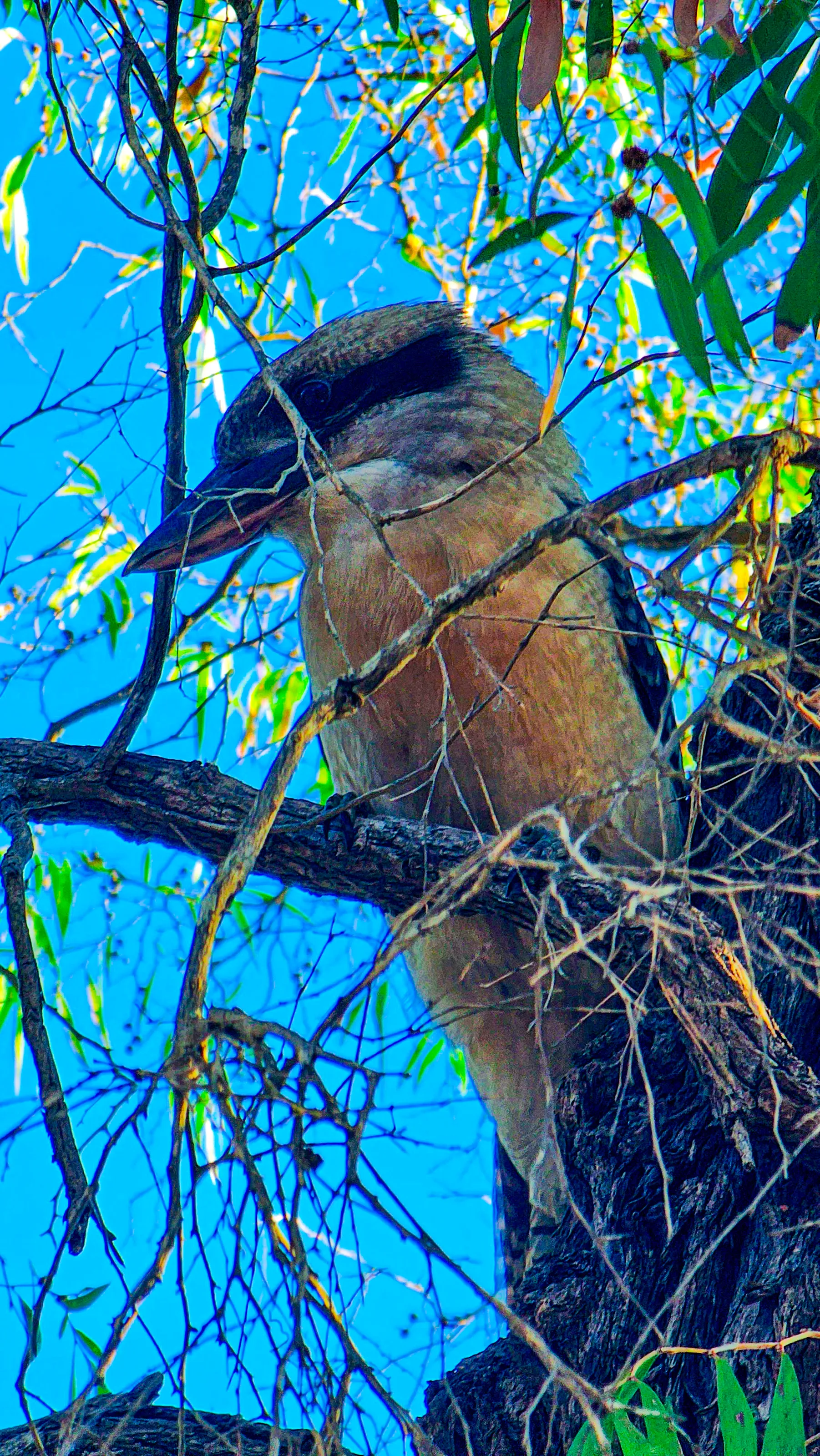 Cheeky Kookaburra waiting for an opportunity to steal my food.