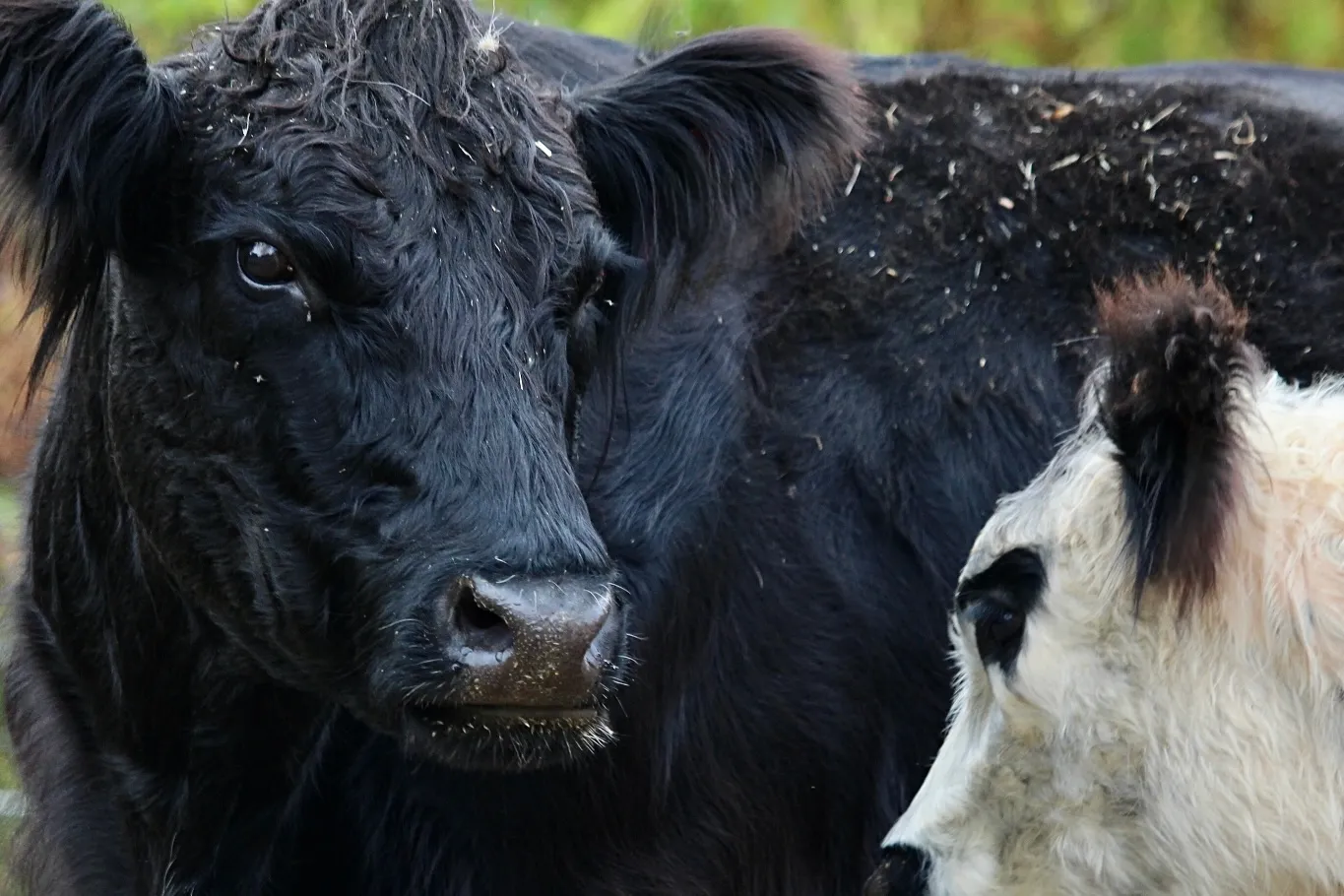 Cows on a farm
