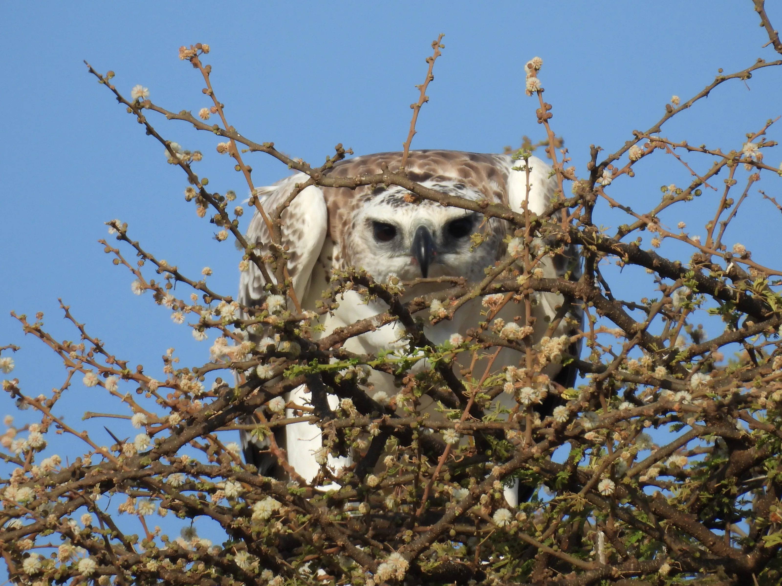 Martial Eagle