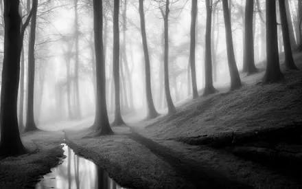 fog in the forest