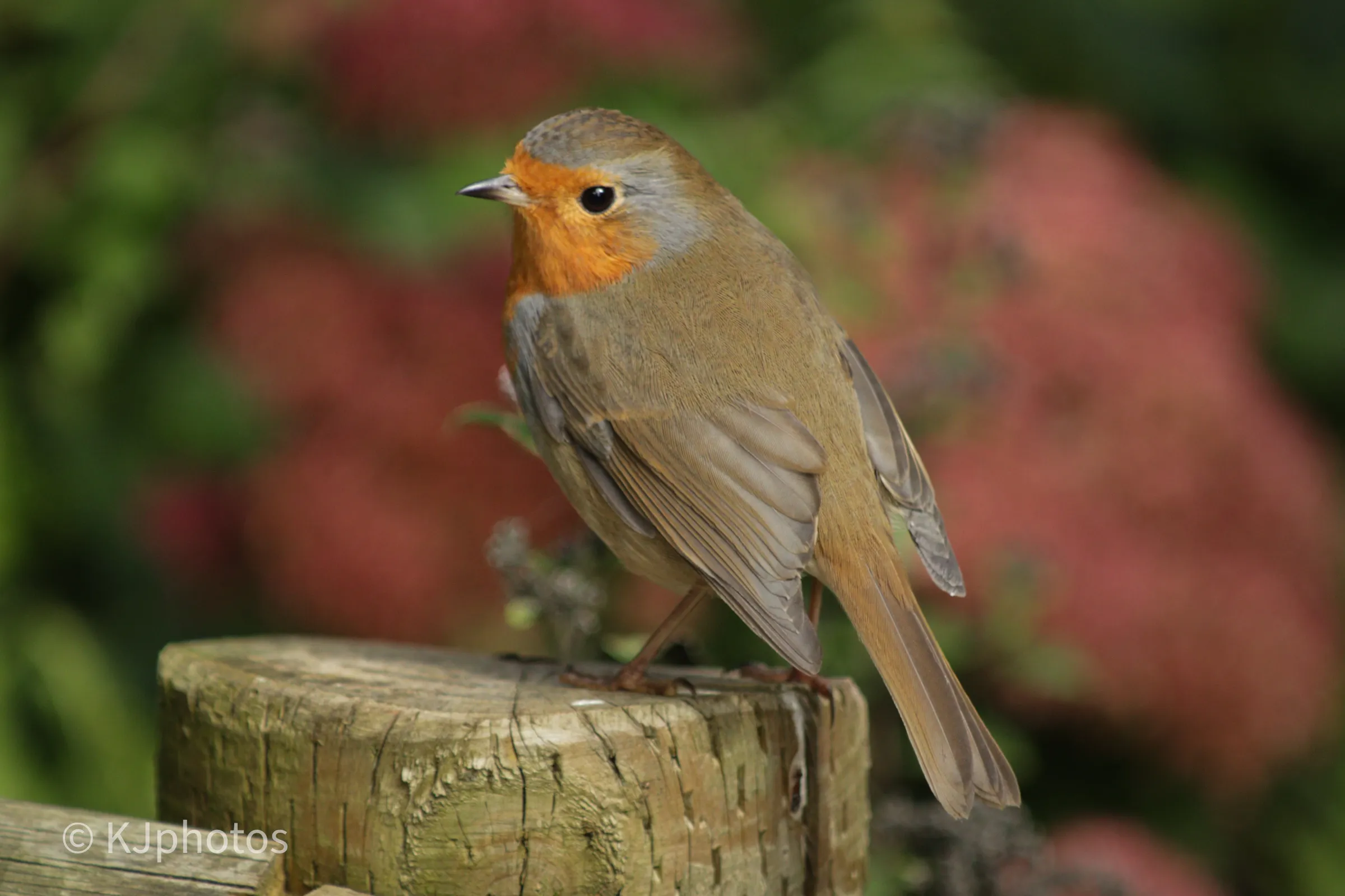 Robin red breast