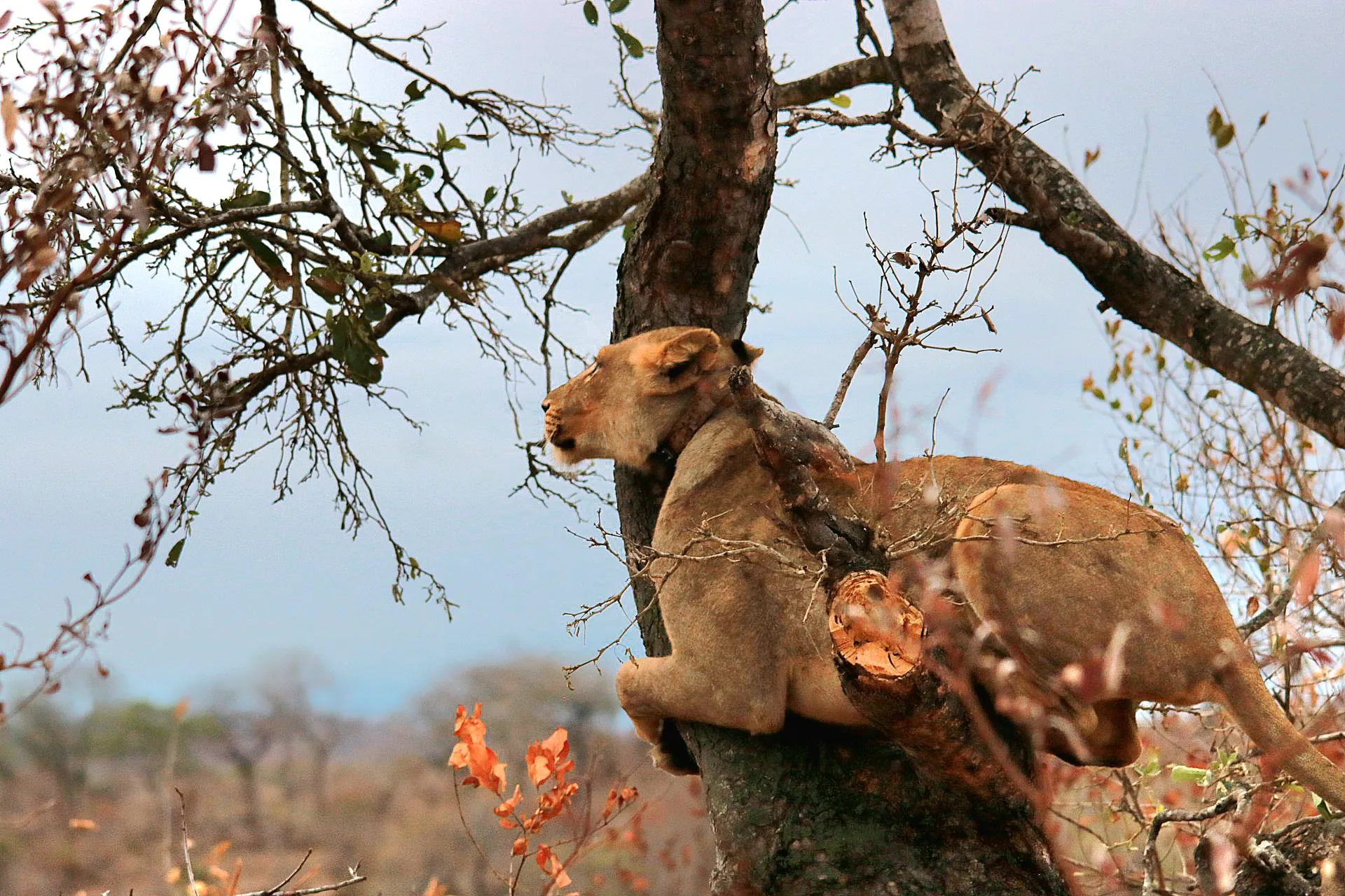 Scouting for prey
