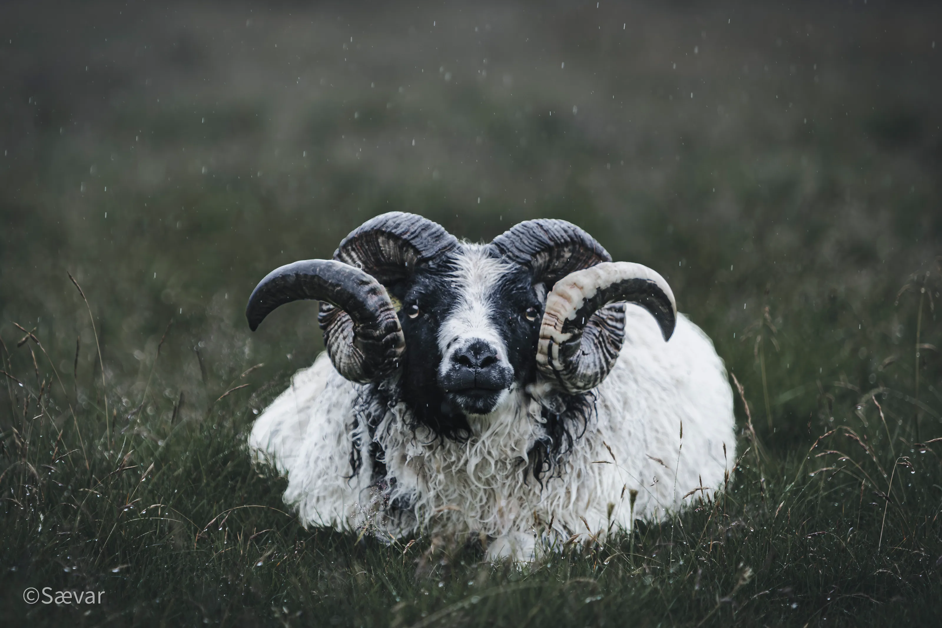 Icelandic Ram