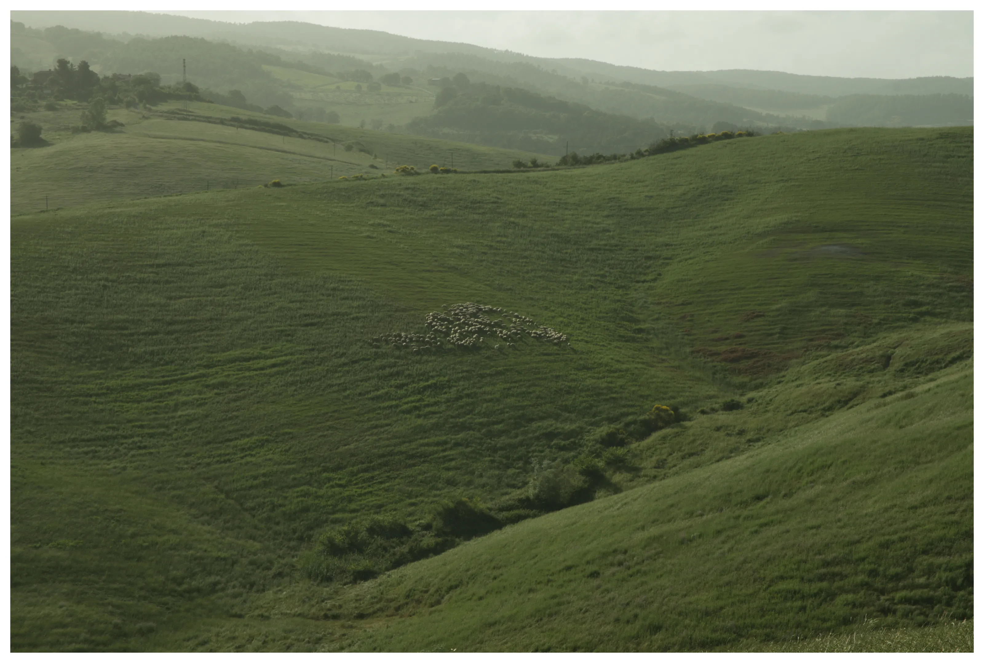 Sheep